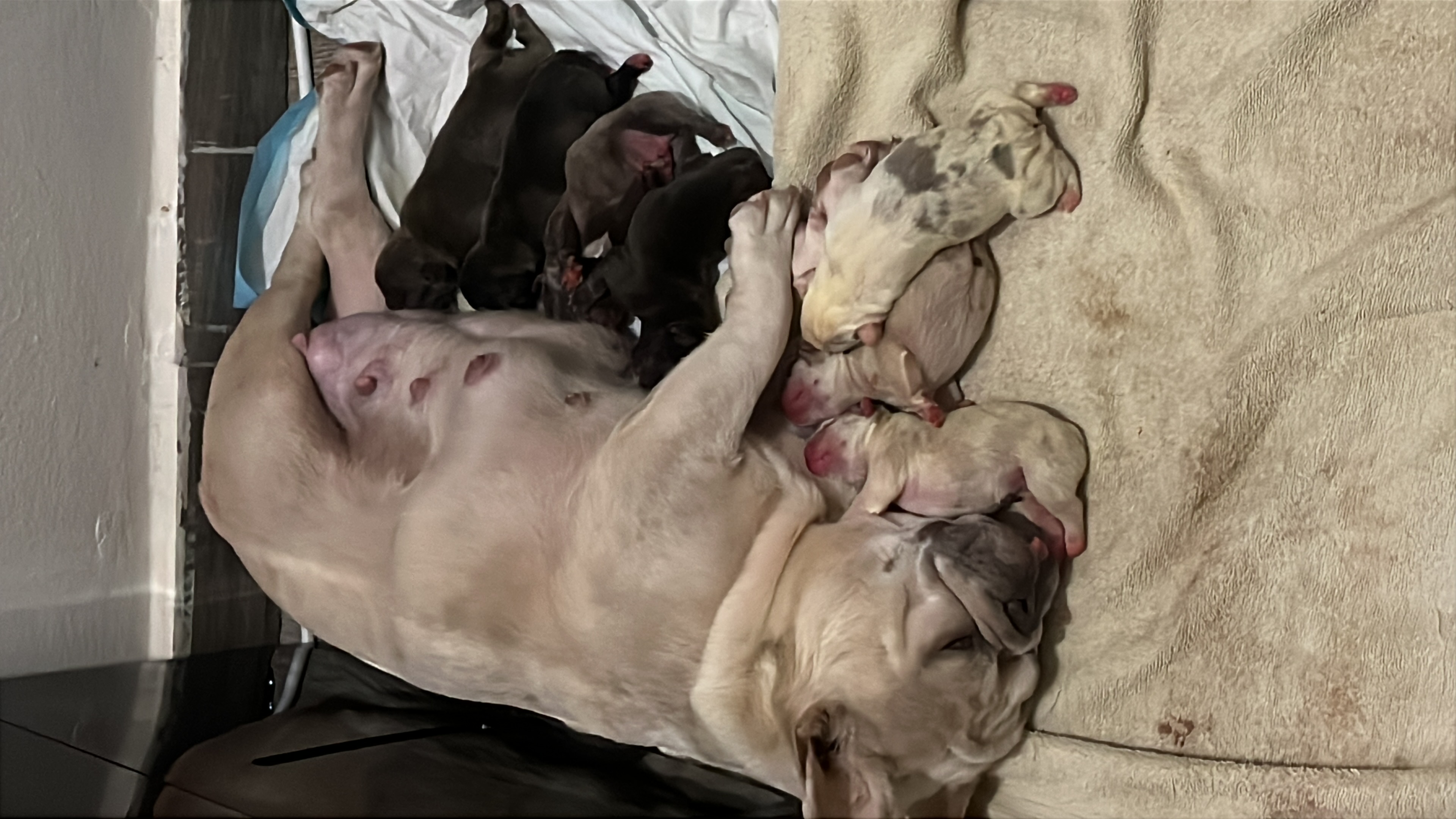 animales y mascotas - bulldog francés exóticos