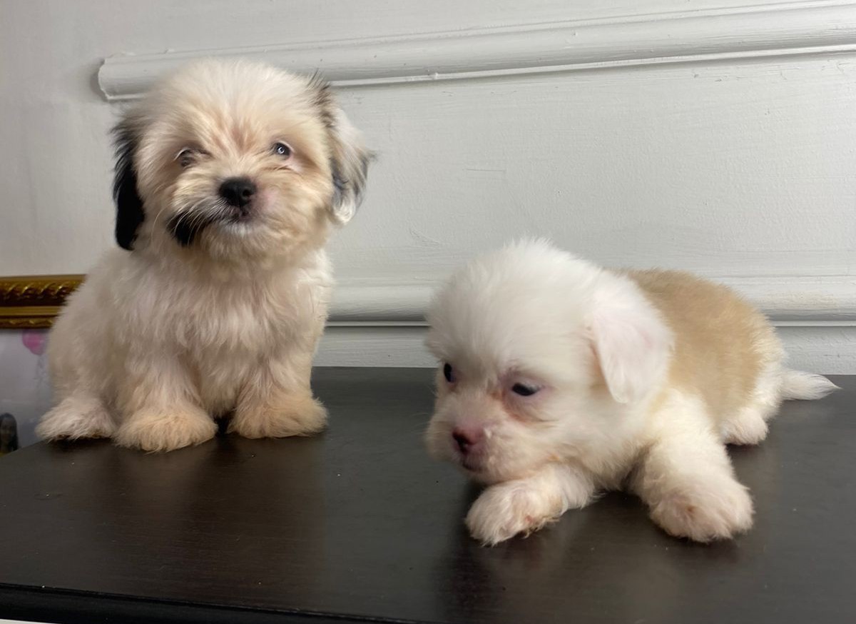 animales y mascotas - Shipoo hembra  3
