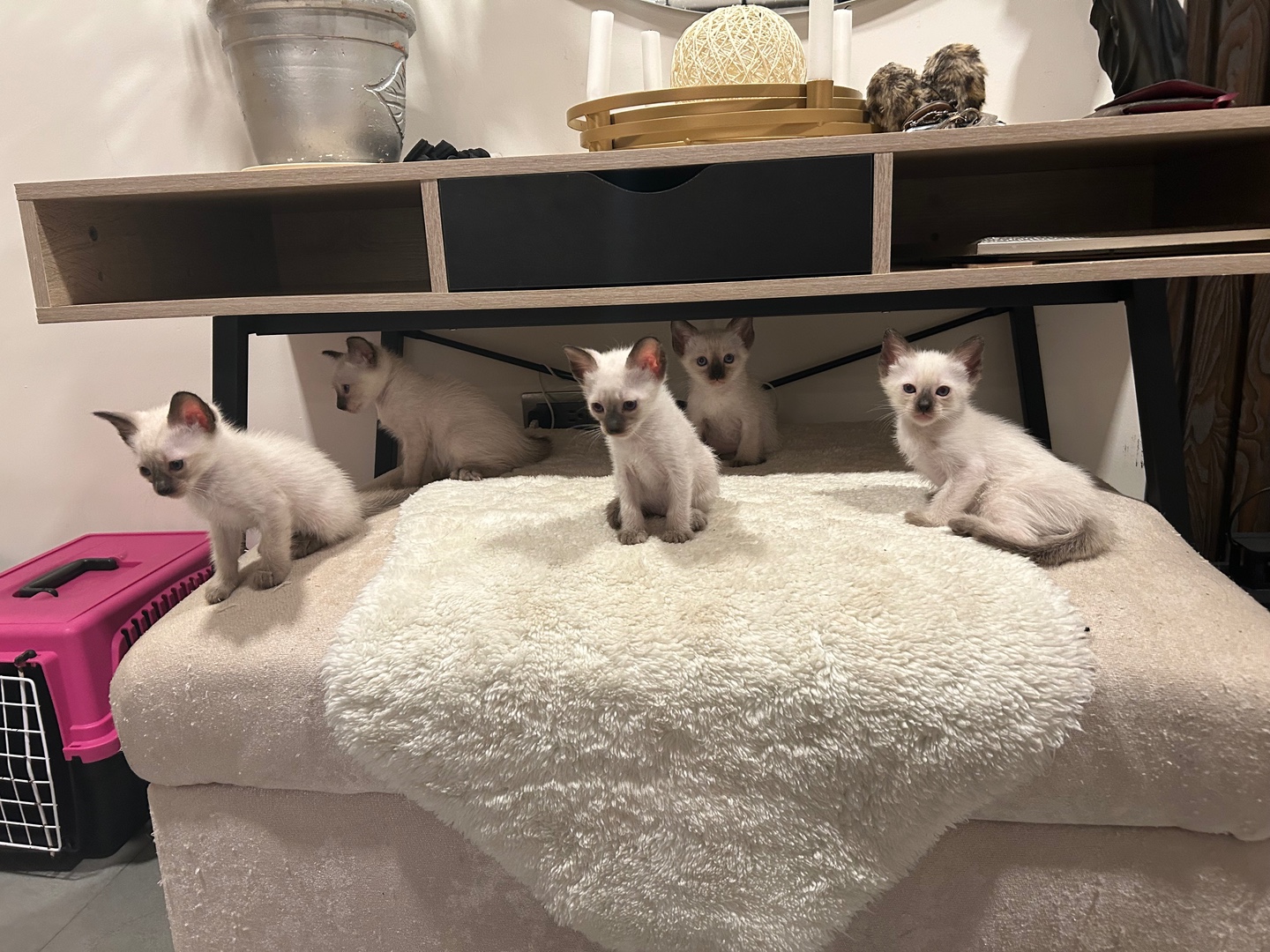 animales y mascotas - GATOS SIAMES EN VENTA!  5