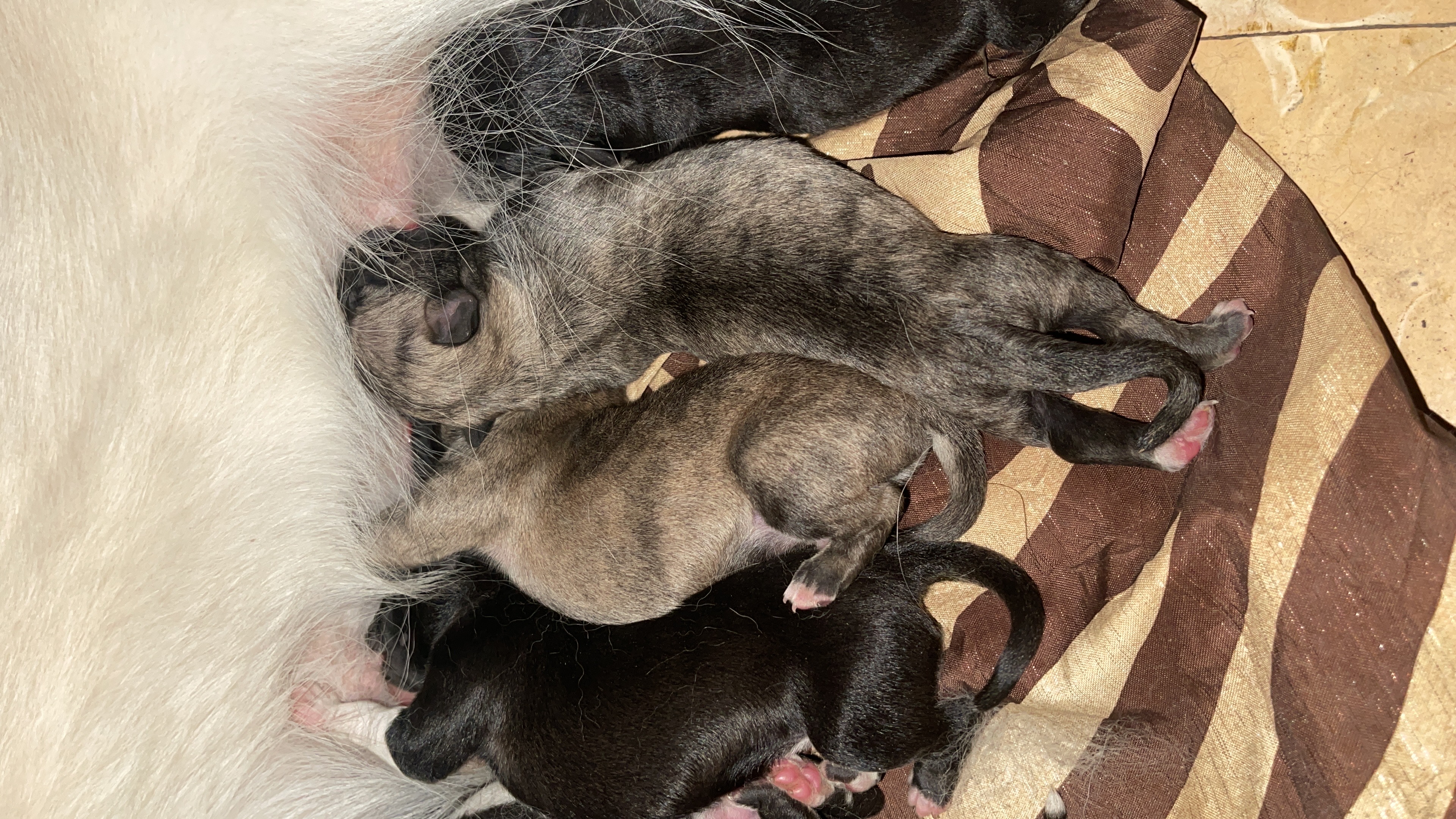 animales y mascotas - perros husky disponible  2