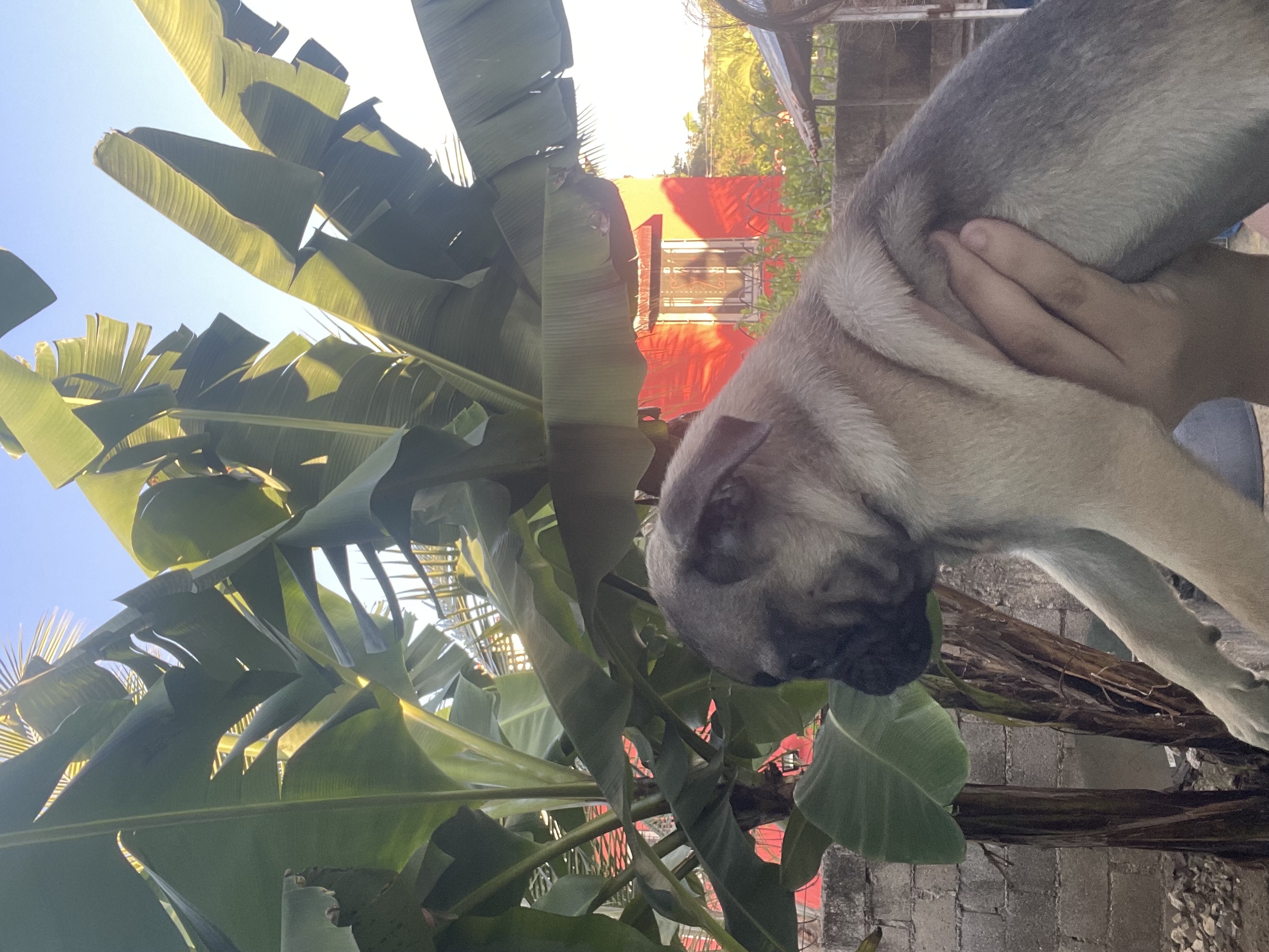 animales y mascotas - pug