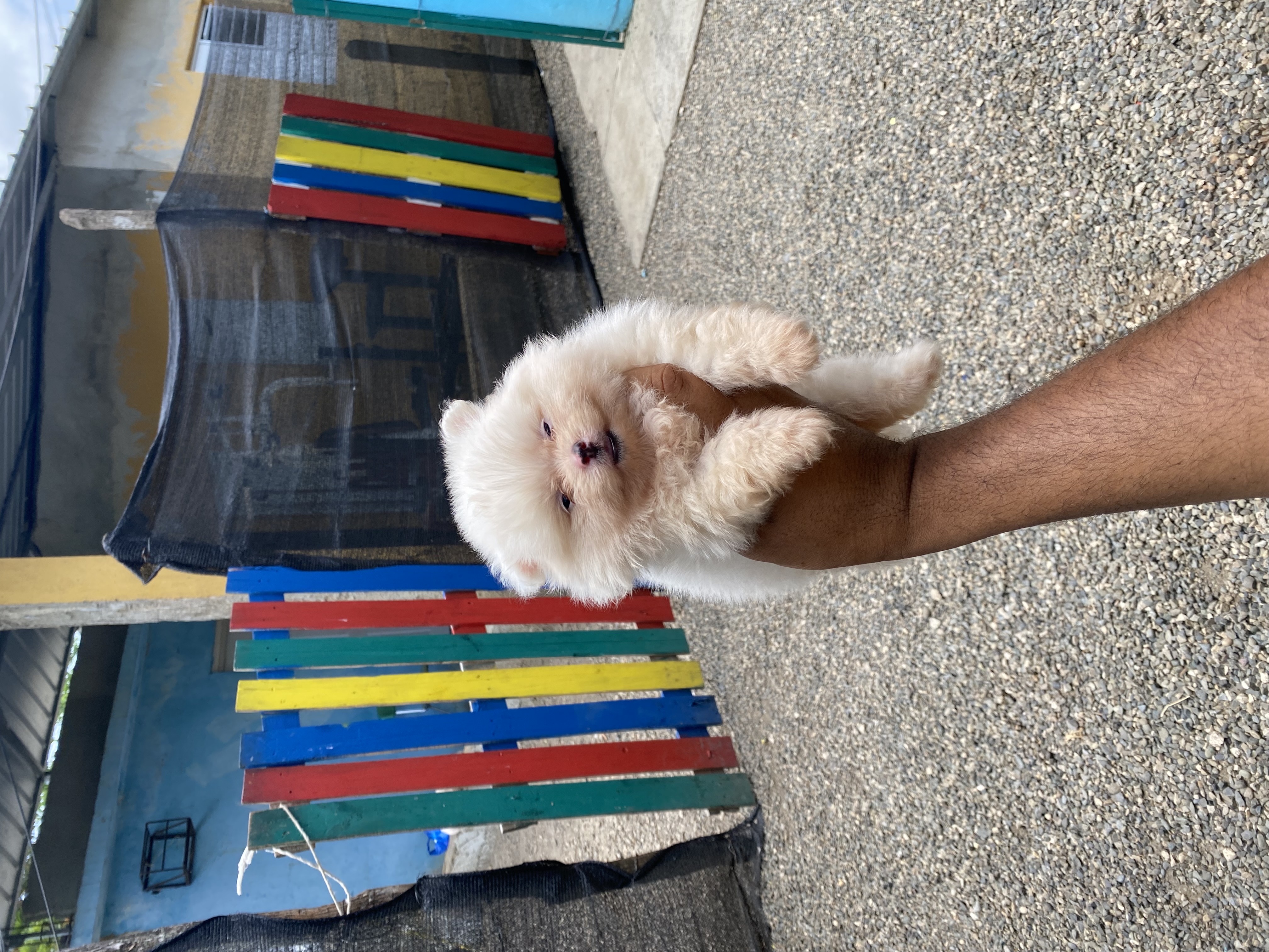 animales y mascotas - cachorro Pomerania mini 3