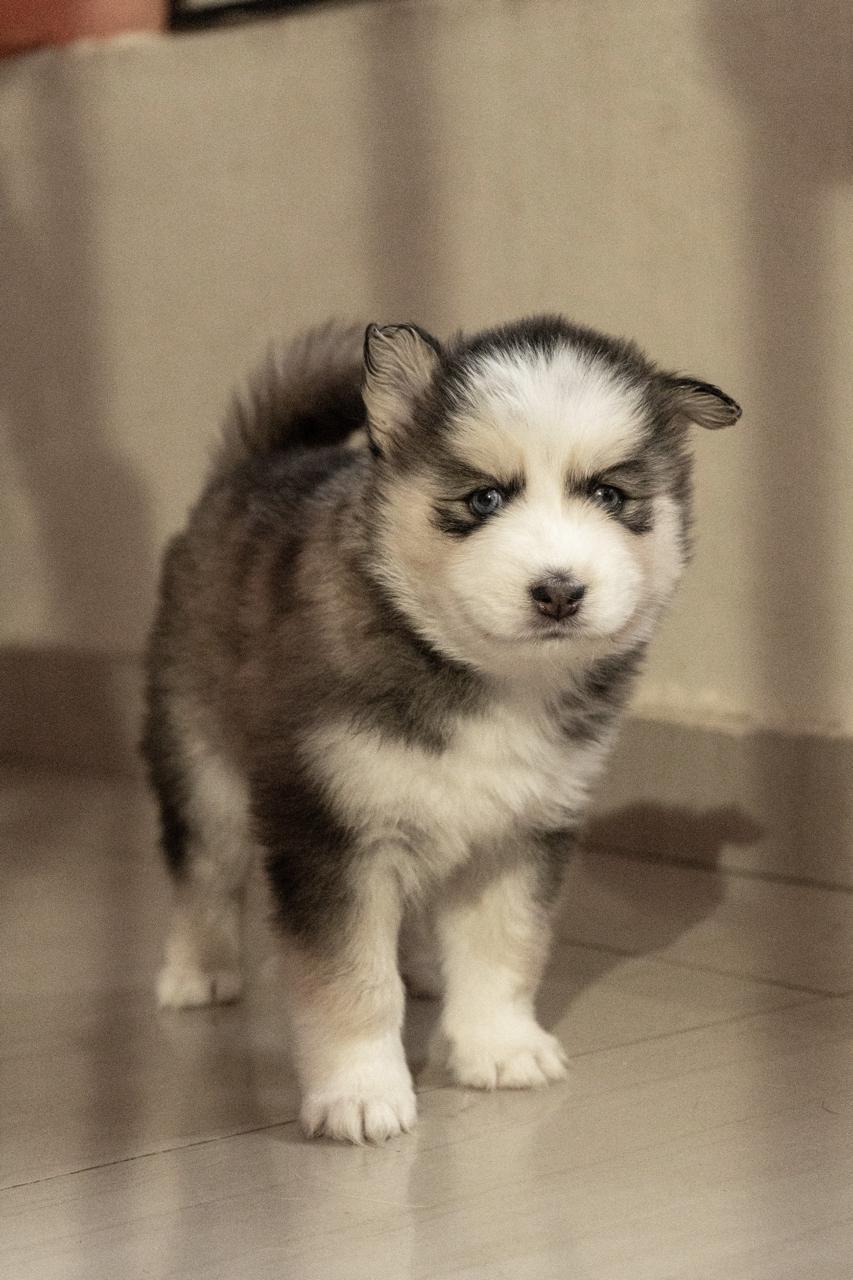 animales y mascotas - husky siberiano  5