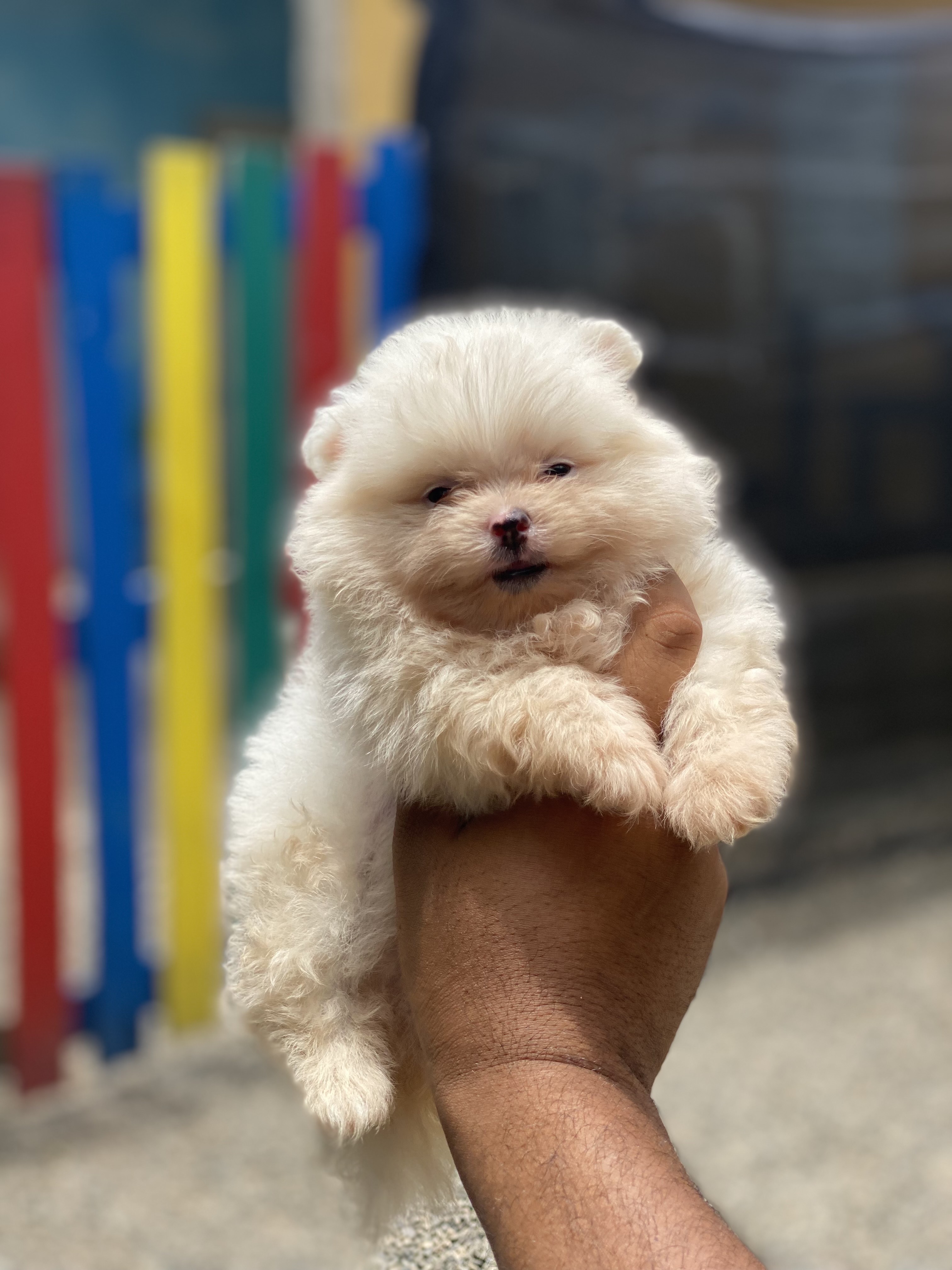 animales y mascotas - cachorro Pomerania mini