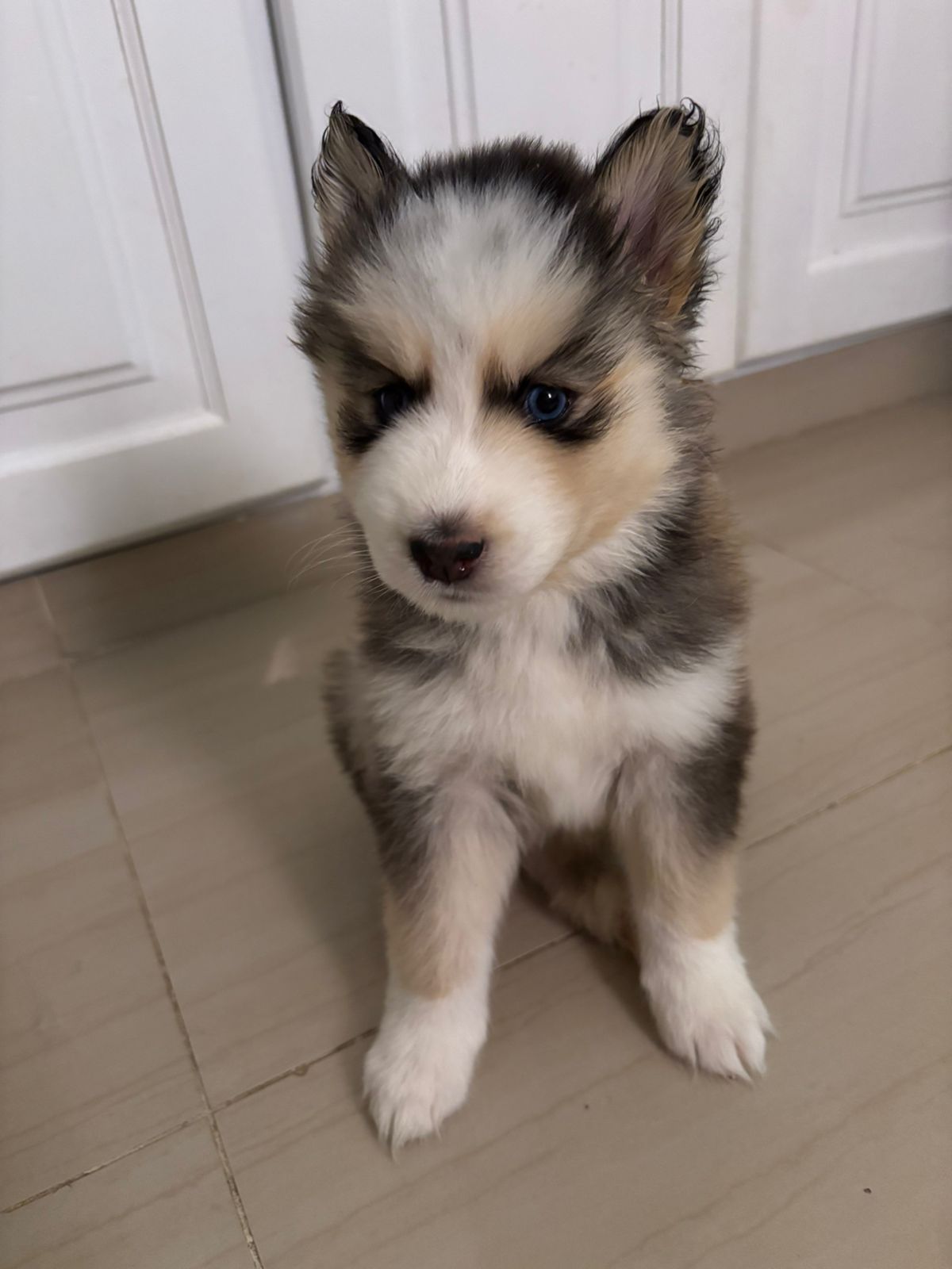 animales y mascotas - husky siberiano  2