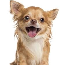 animales y mascotas - Compro o Adopto Chihuahua Adulto 2