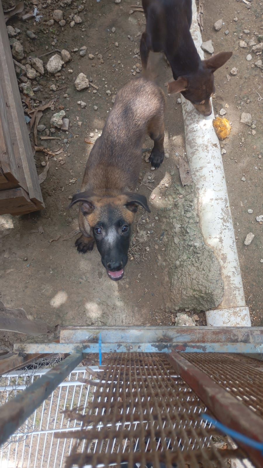 animales y mascotas - OFERTA CACHORRO PASTOR BELGA MALINOIS HEMBRA SE EN