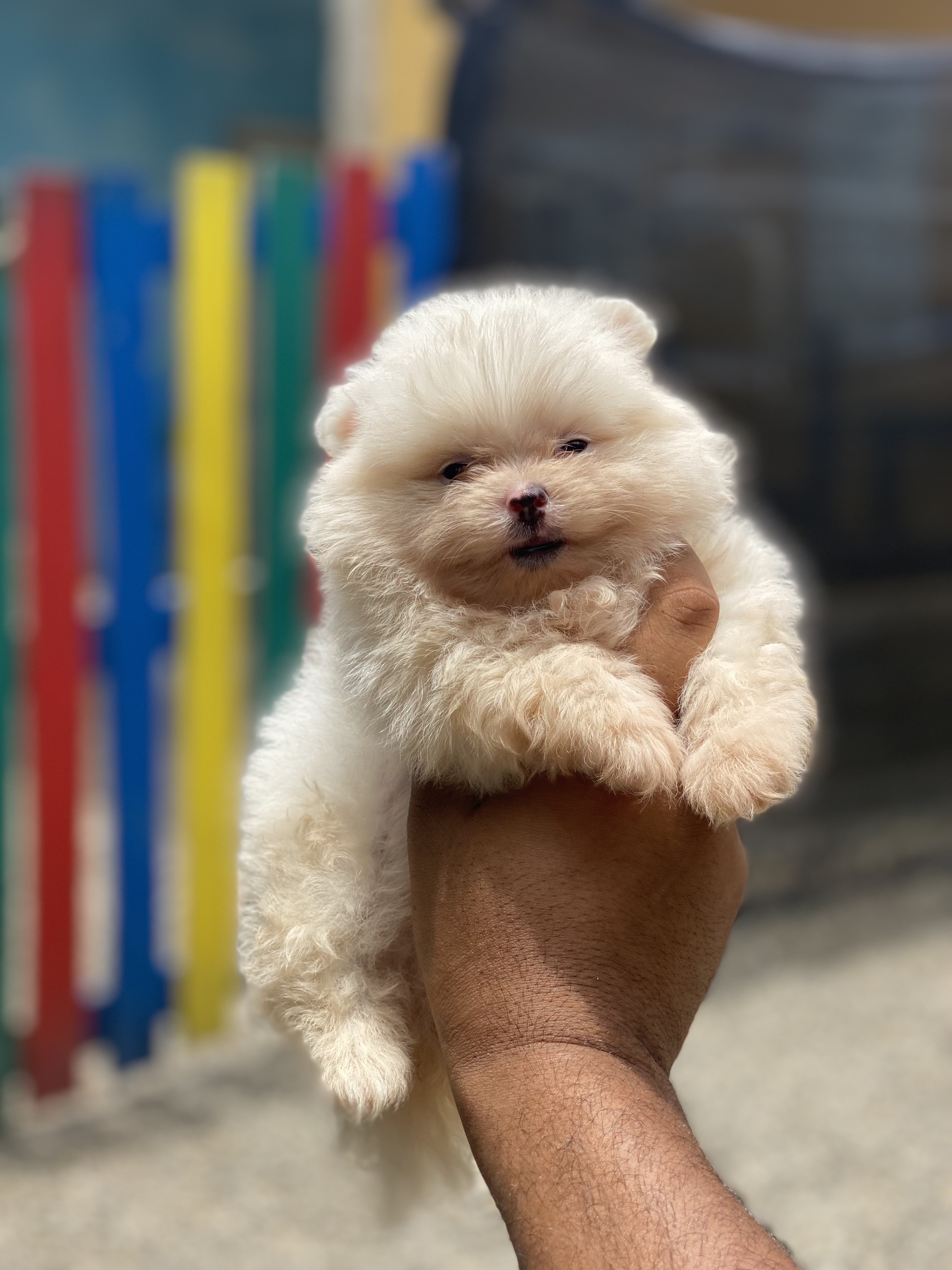 animales y mascotas - cachorro Pomerania mini 1