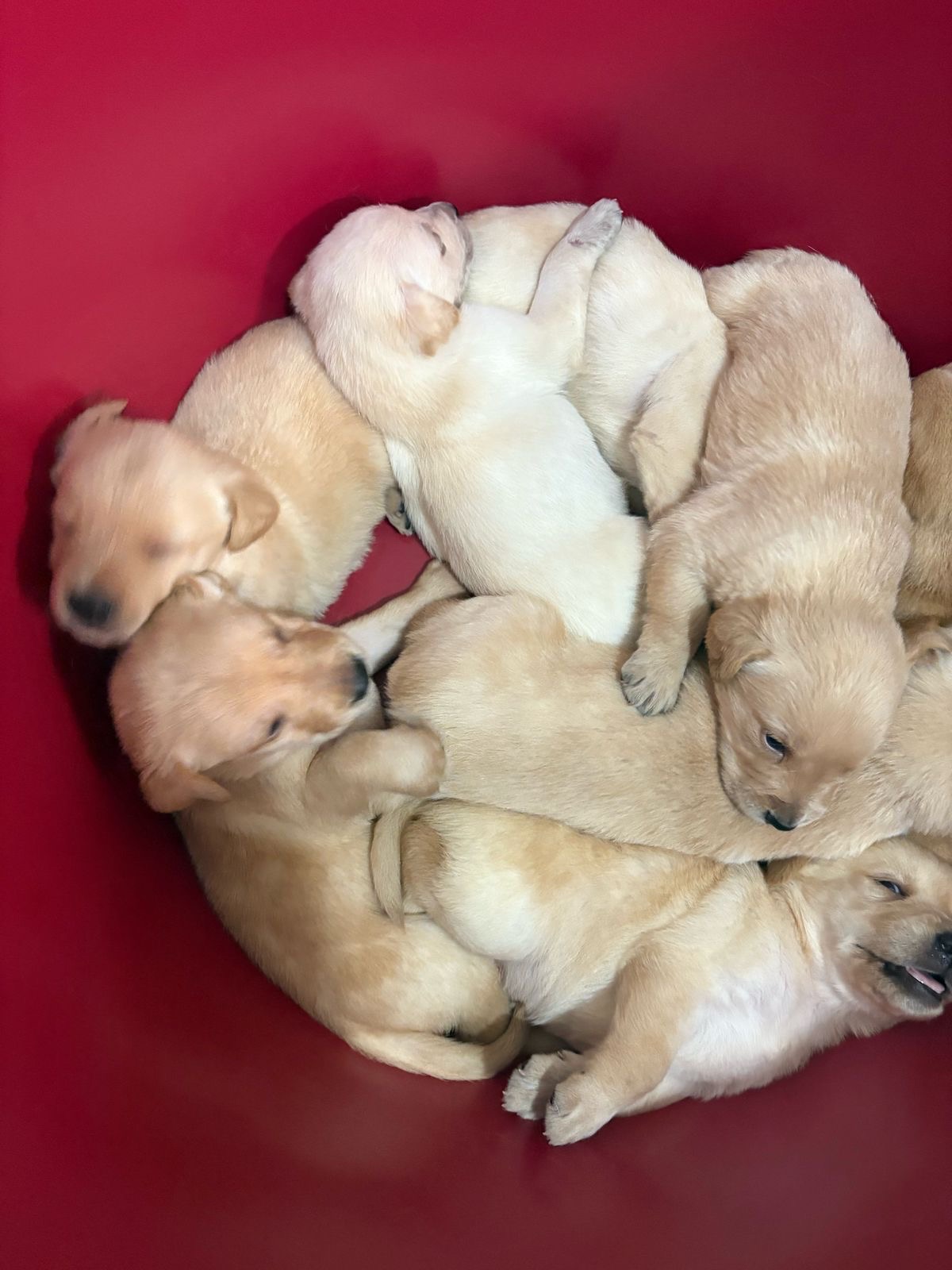 animales y mascotas - cachorros labragolden