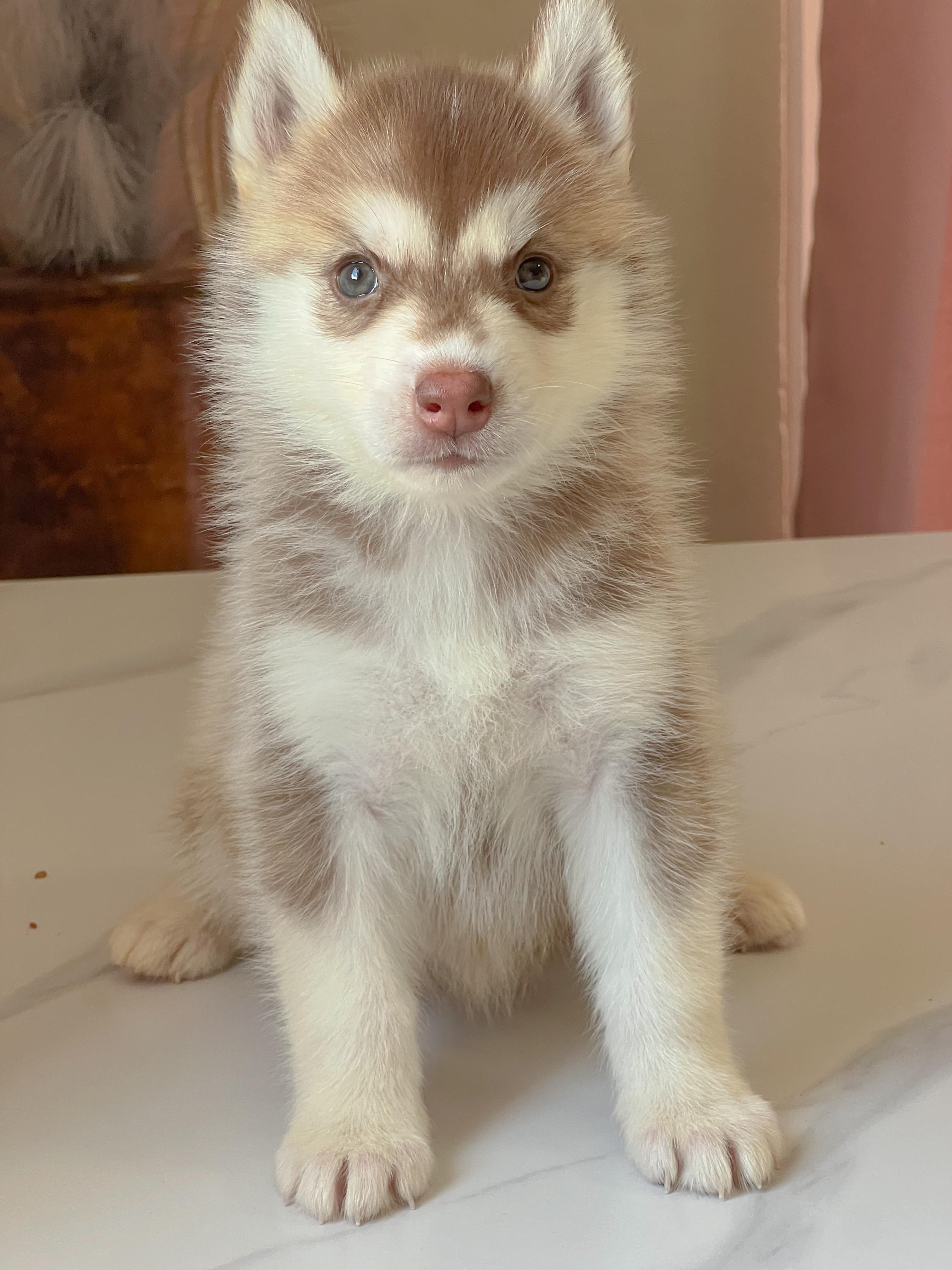 animales y mascotas - HUSKY SIBERIANOS  0
