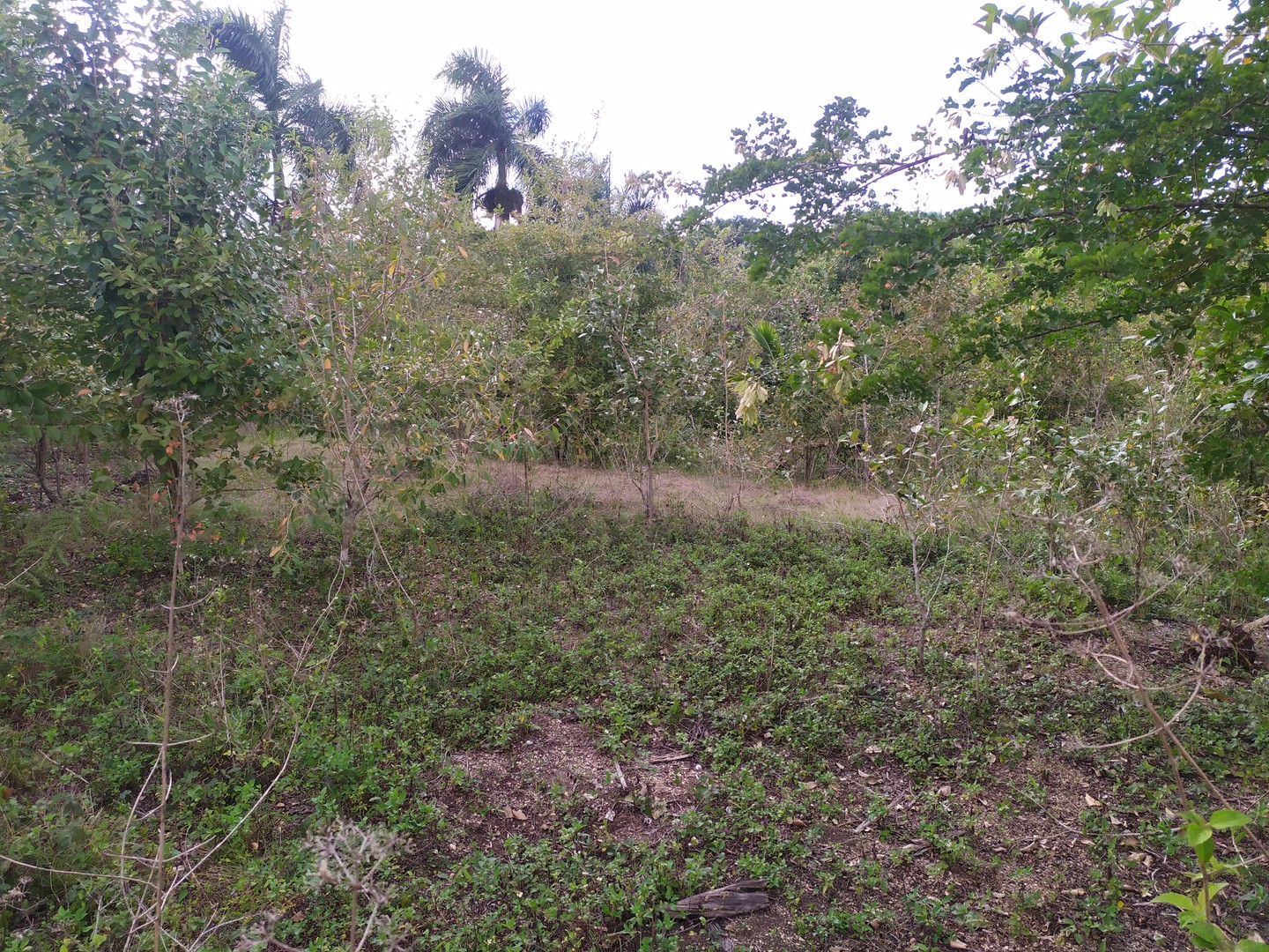 solares y terrenos - Vendo propiedad de 10 tareas de tierra con certificado de título 5