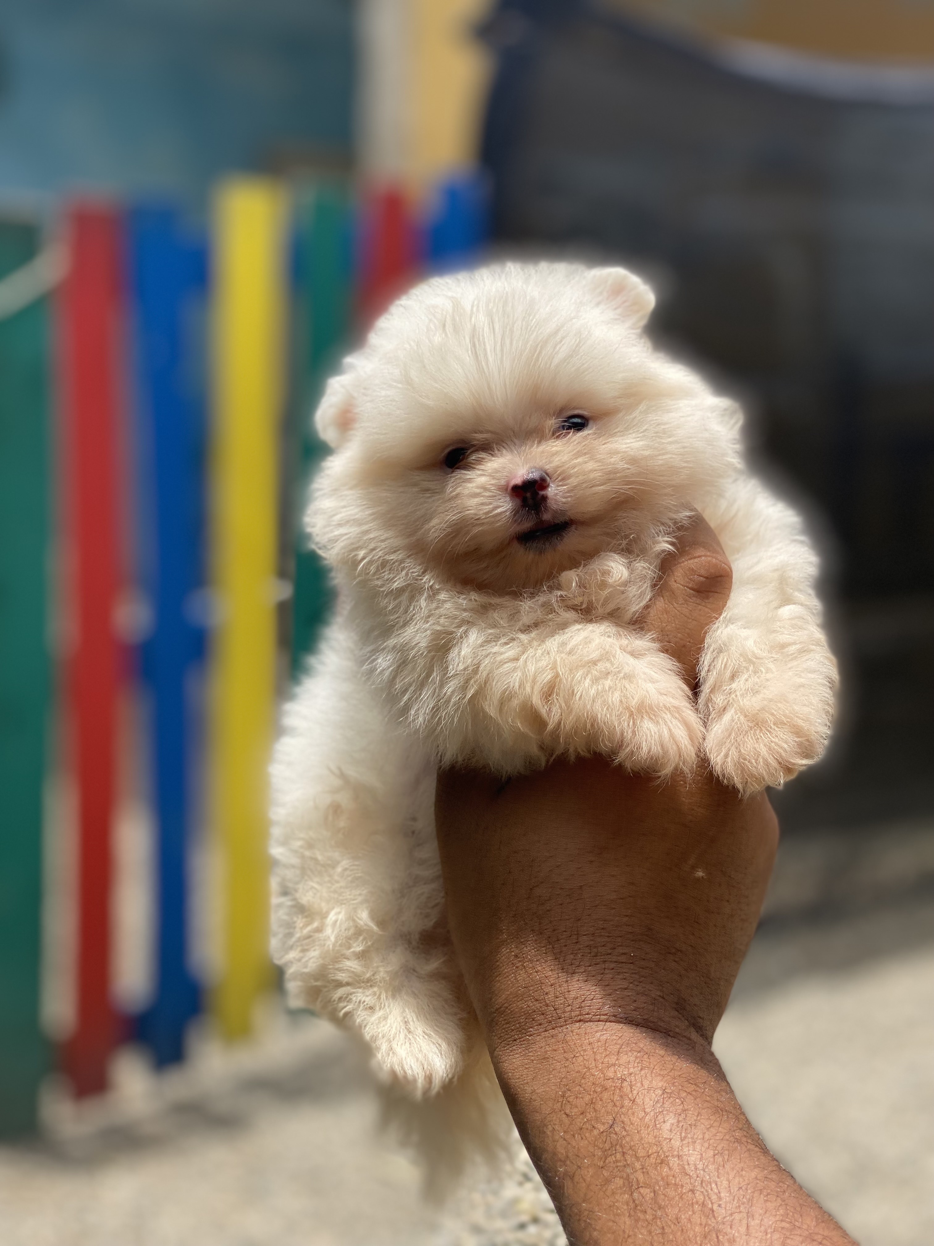 animales y mascotas - cachorro Pomerania mini 2