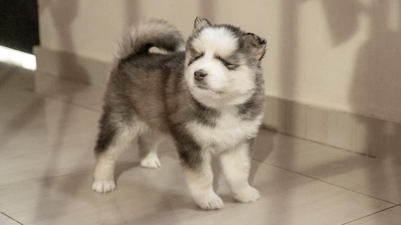 animales y mascotas - husky siberiano  4
