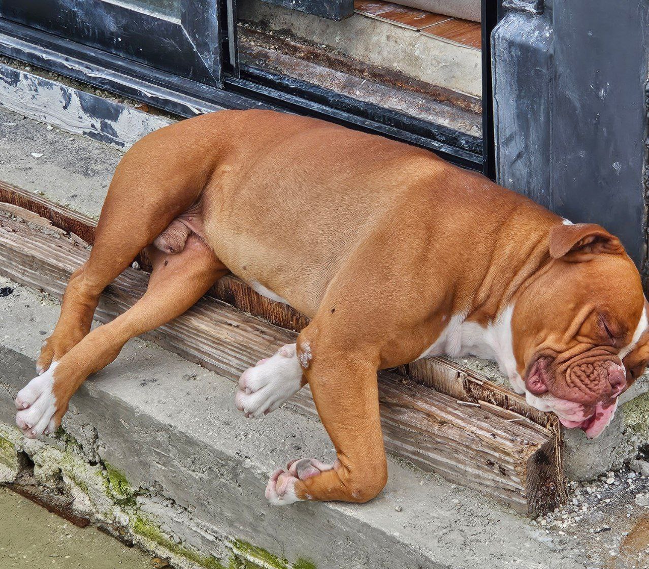 animales y mascotas - Cachorros Bulldog Americanos La Raza mas poderosa 0