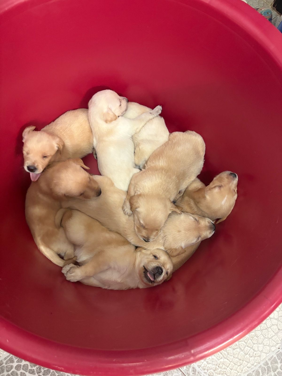 animales y mascotas - cachorros labragolden 1