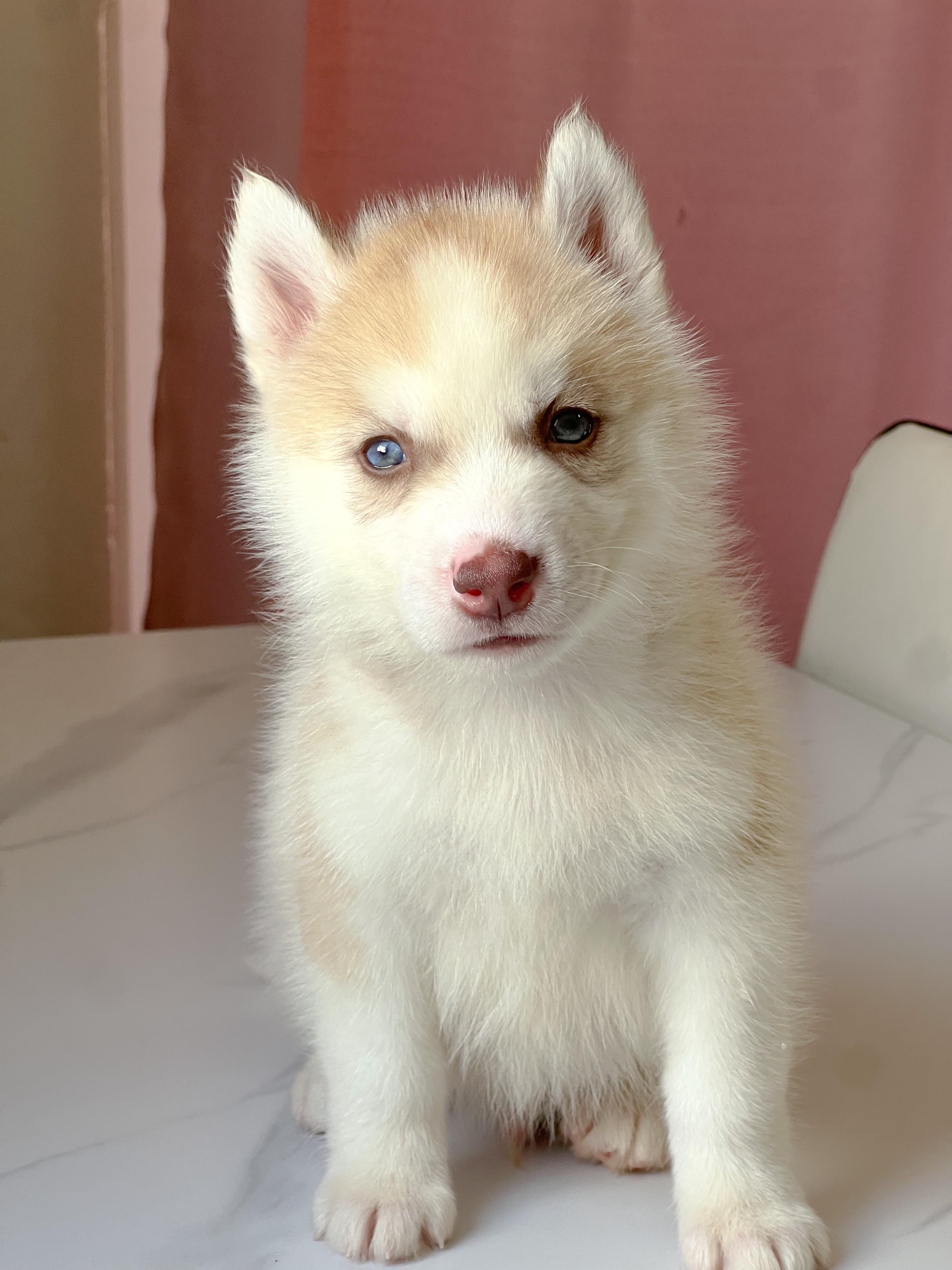 animales y mascotas - HUSKY SIBERIANOS  1