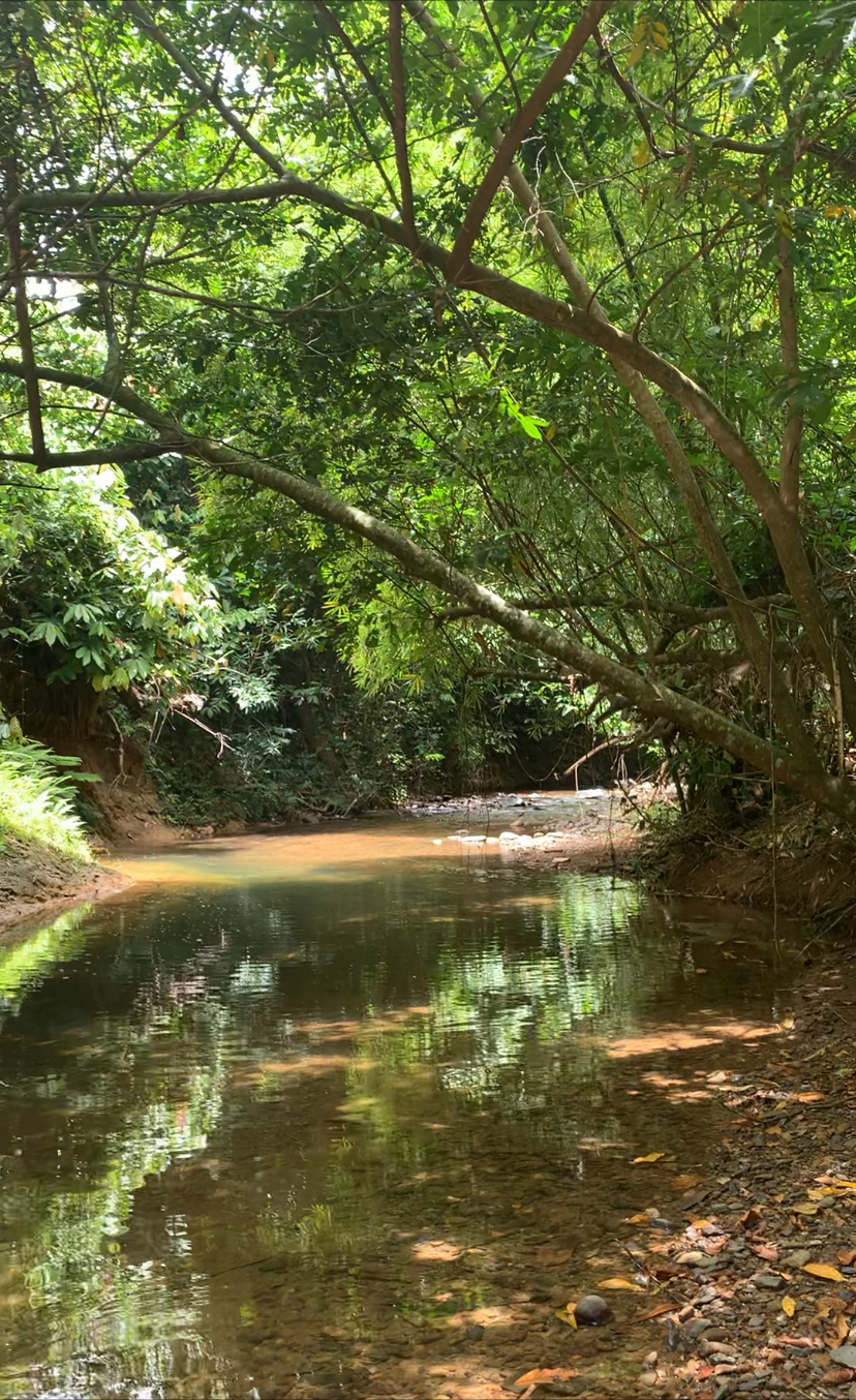 solares y terrenos - Finca 74 Tareas en Miches con Titulo