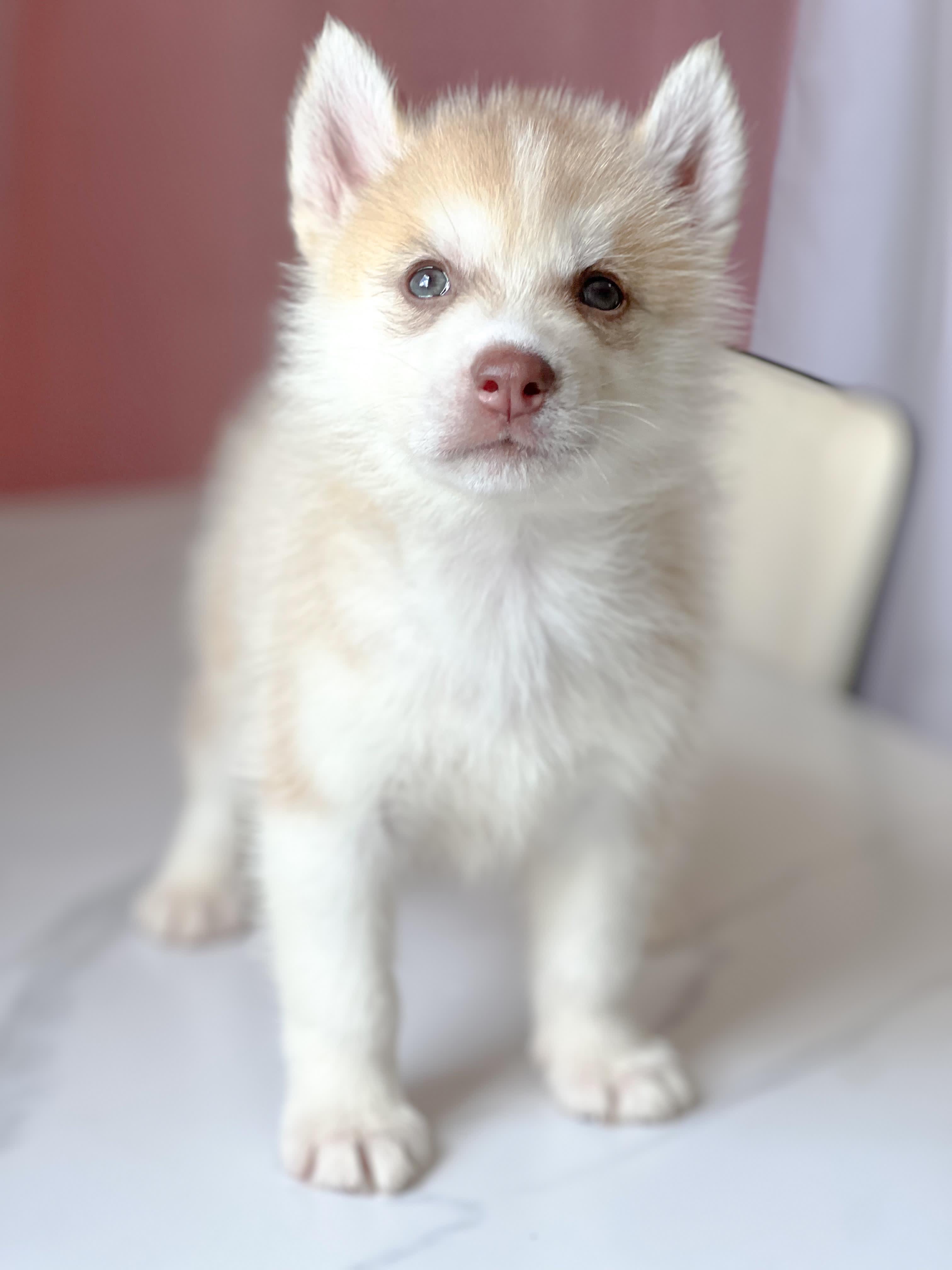 animales y mascotas - HUSKY SIBERIANOS  2