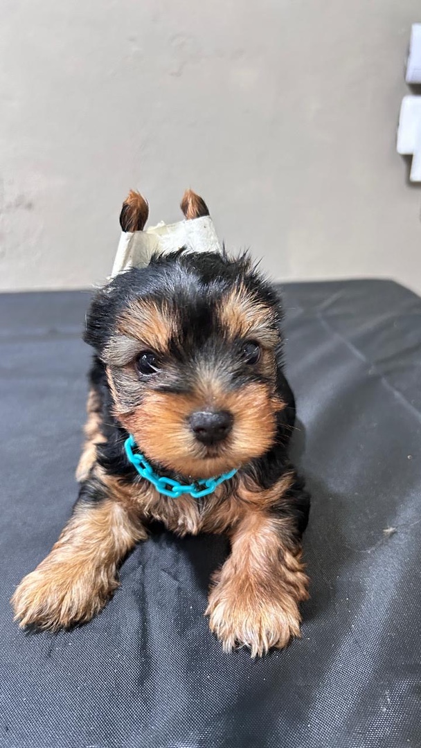 animales y mascotas - Cachorros Yorkie terrier  6