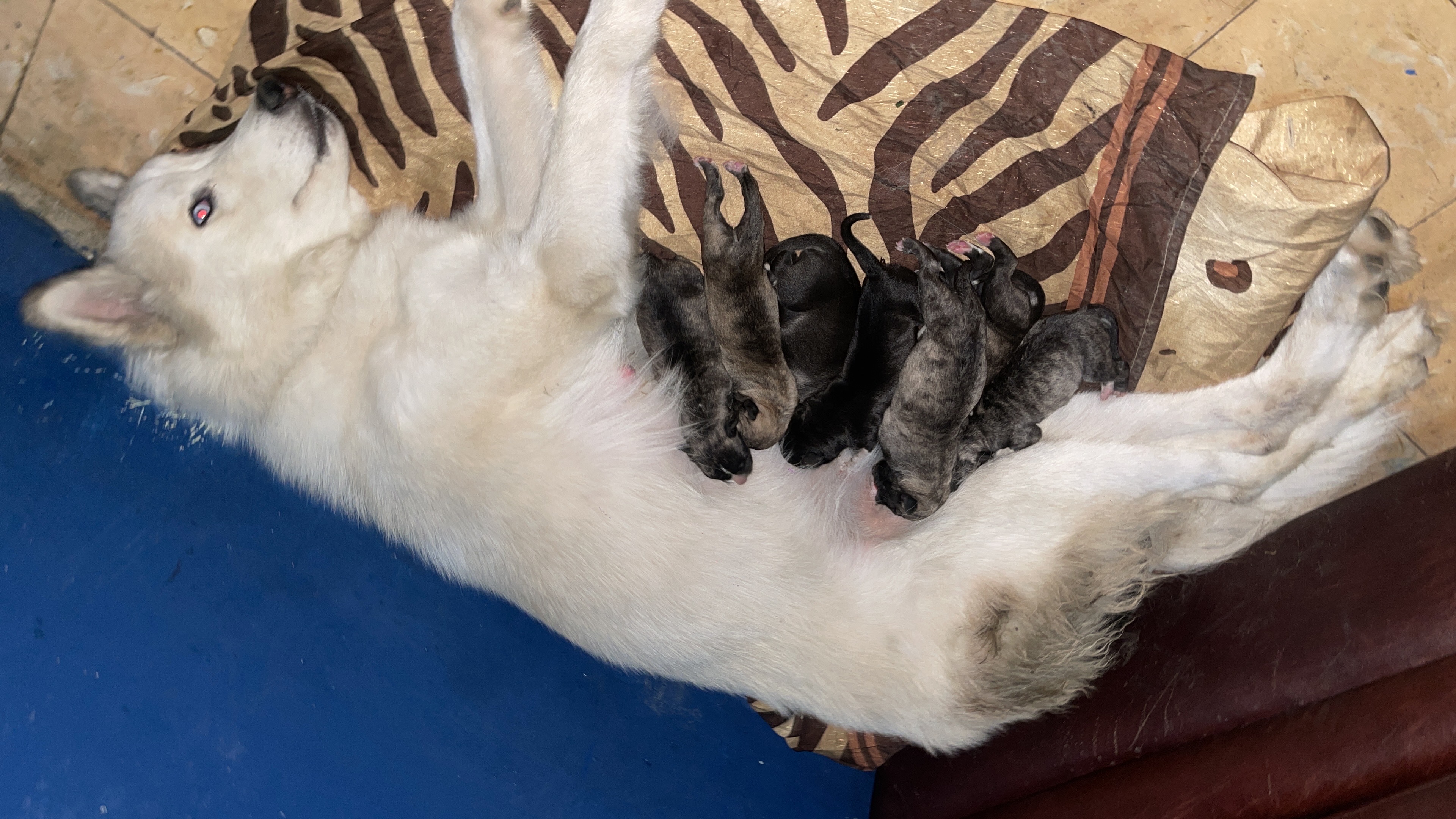 animales y mascotas - perros husky disponible  3
