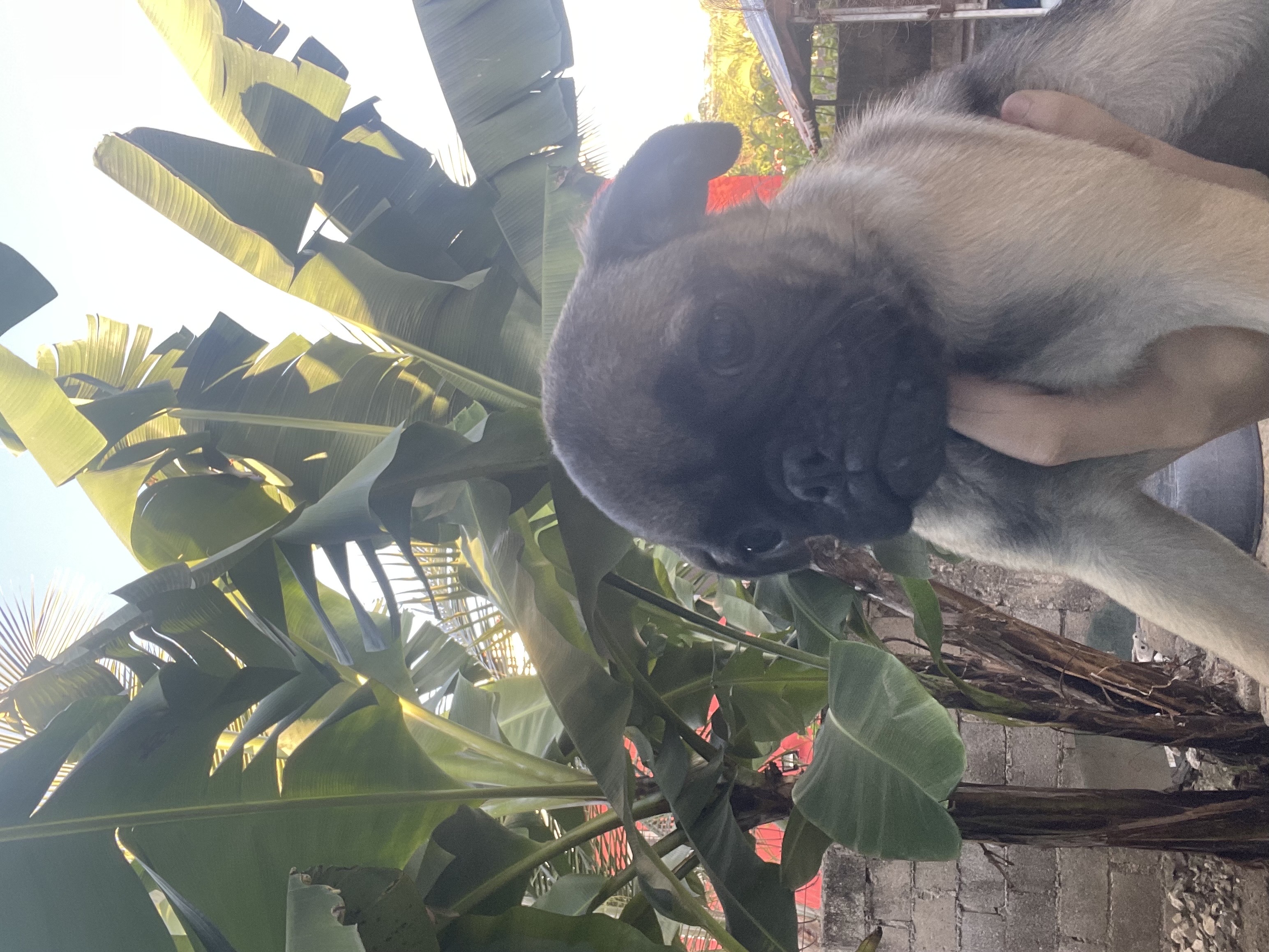 animales y mascotas - pug 1