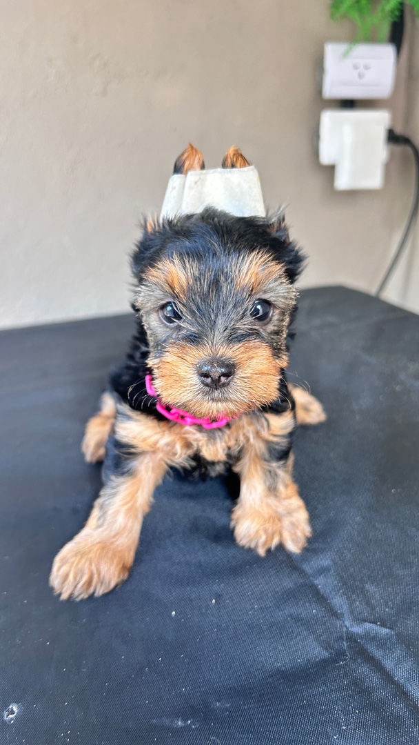 animales y mascotas - Cachorros Yorkie terrier  7
