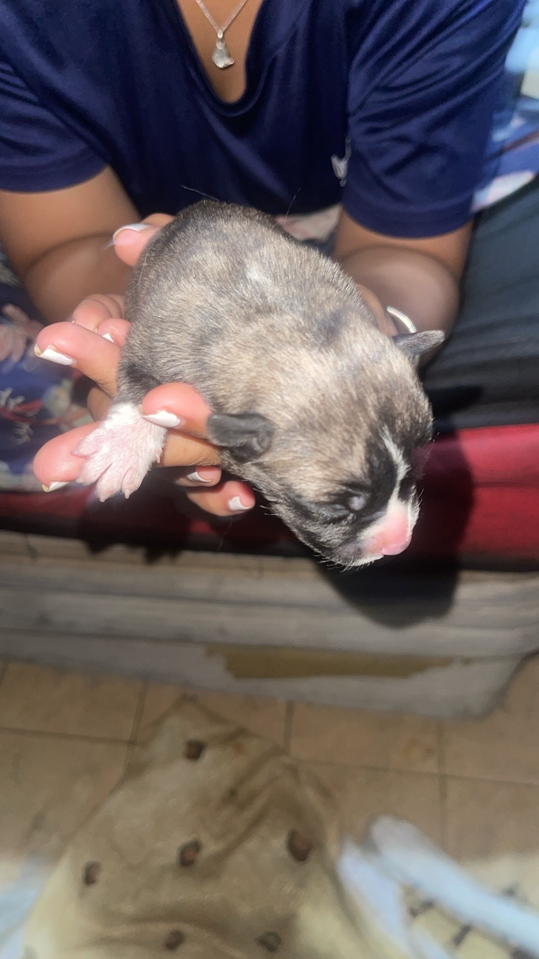 animales y mascotas - perros husky disponible  4