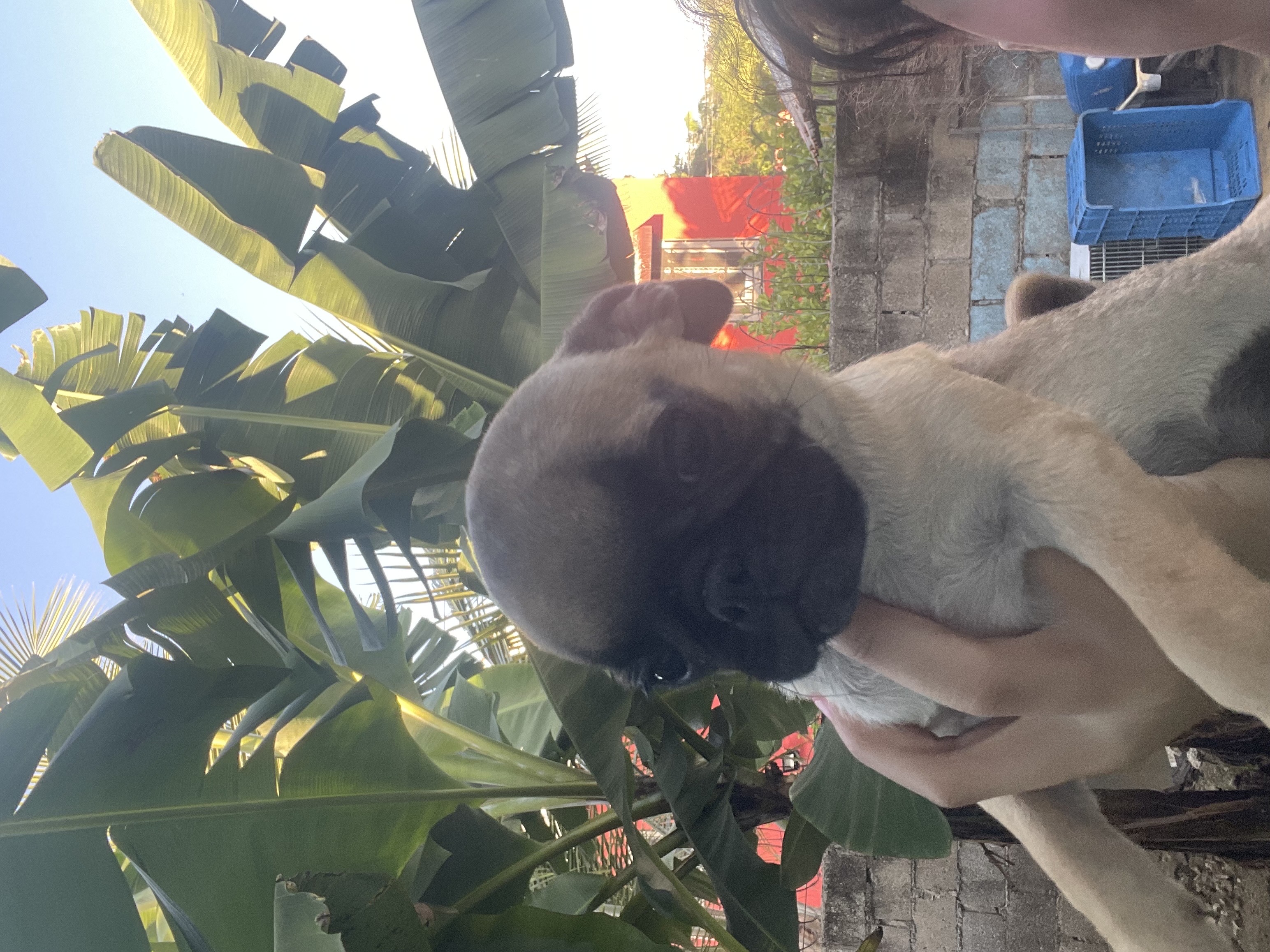 animales y mascotas - pug 2