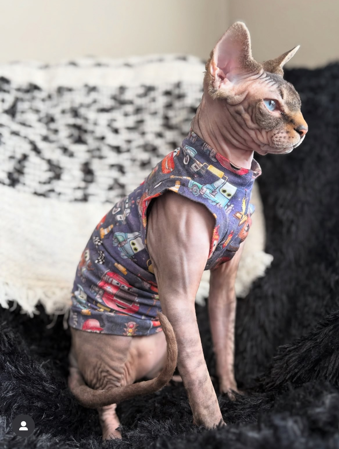 animales y mascotas - gato esfinge para monta 