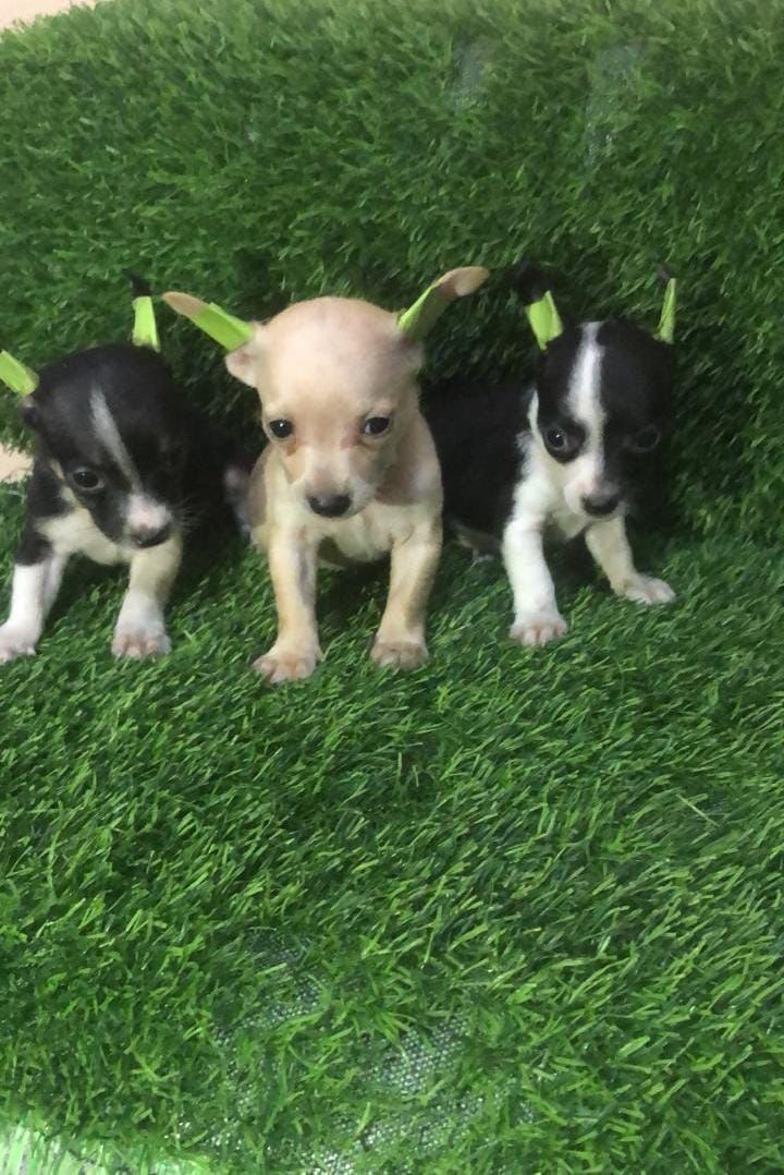animales y mascotas - OFERTA CACHORRO CHIHUAHUA AMBOS SEXO UBICADO EN SA
