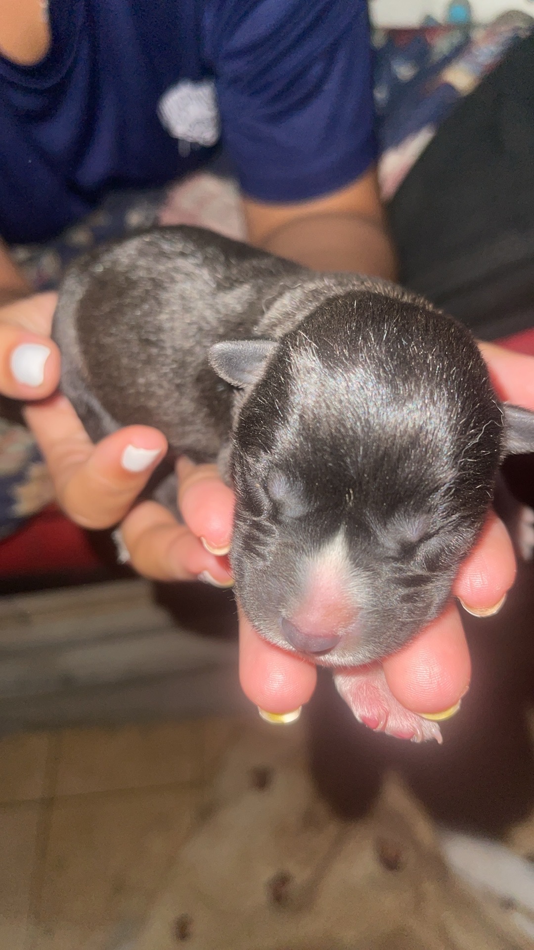 animales y mascotas - perros husky disponible  5