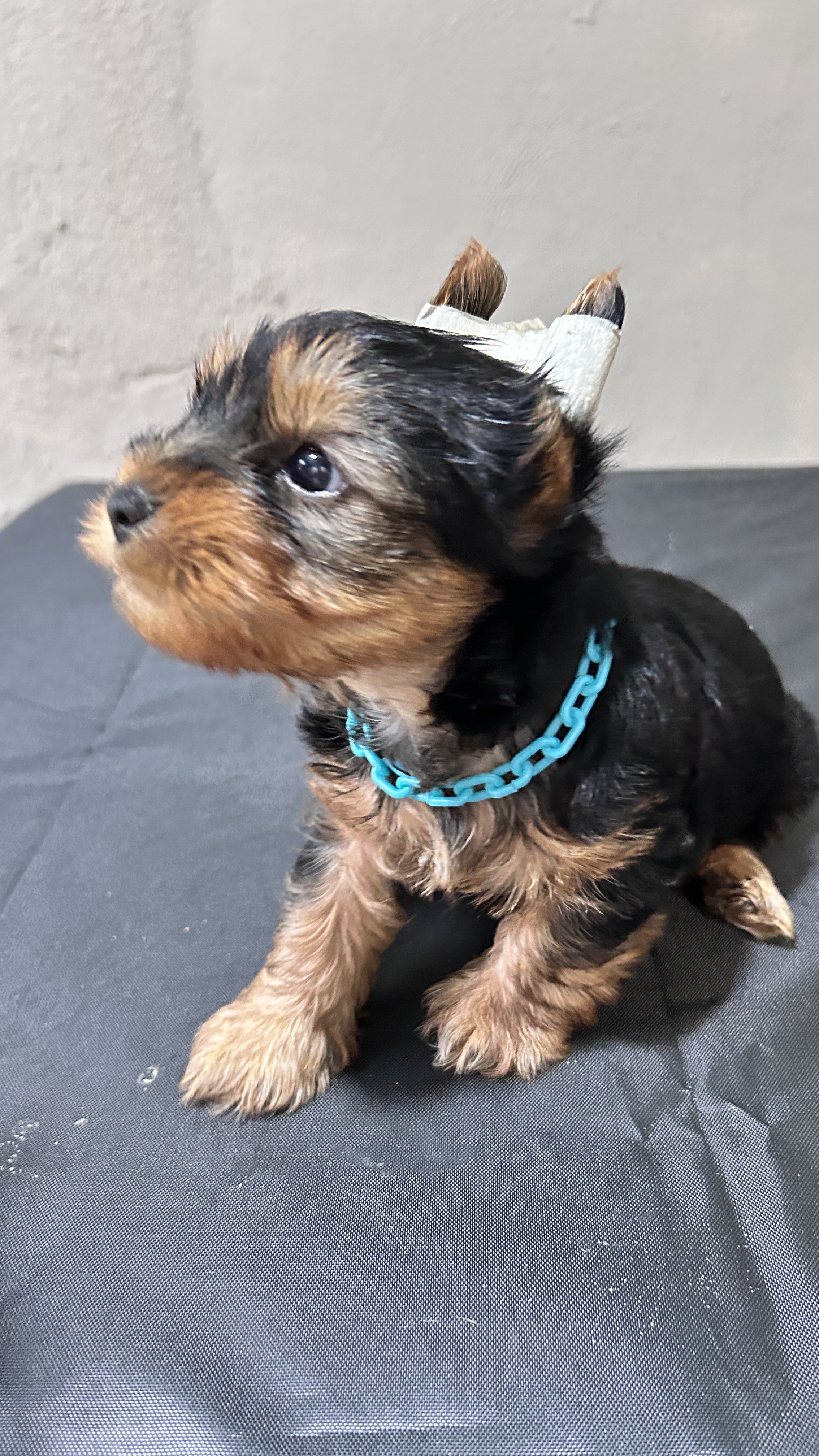 animales y mascotas - Perros Yorkie terrier  0