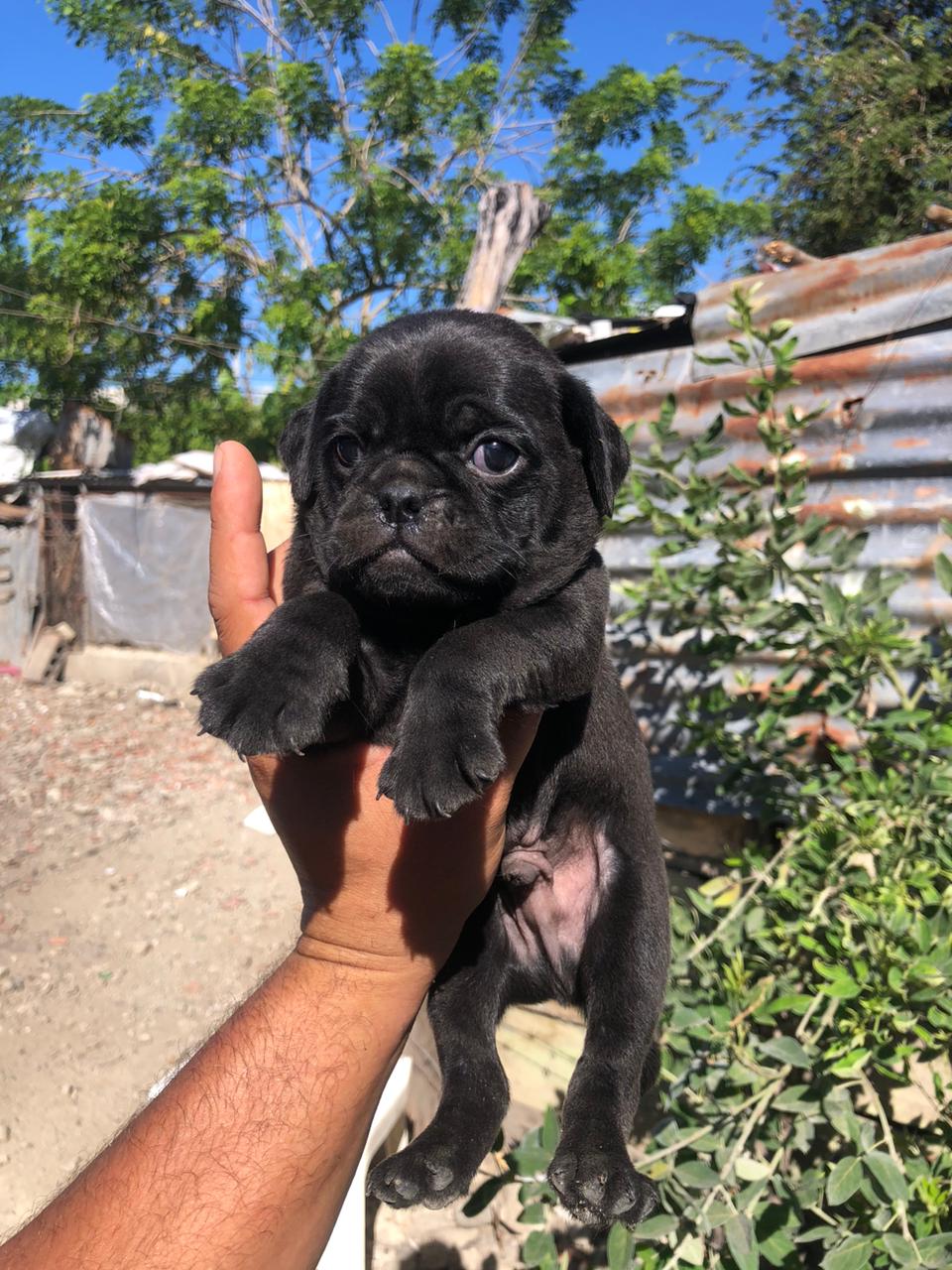 animales y mascotas - Pug macho y hembra  1