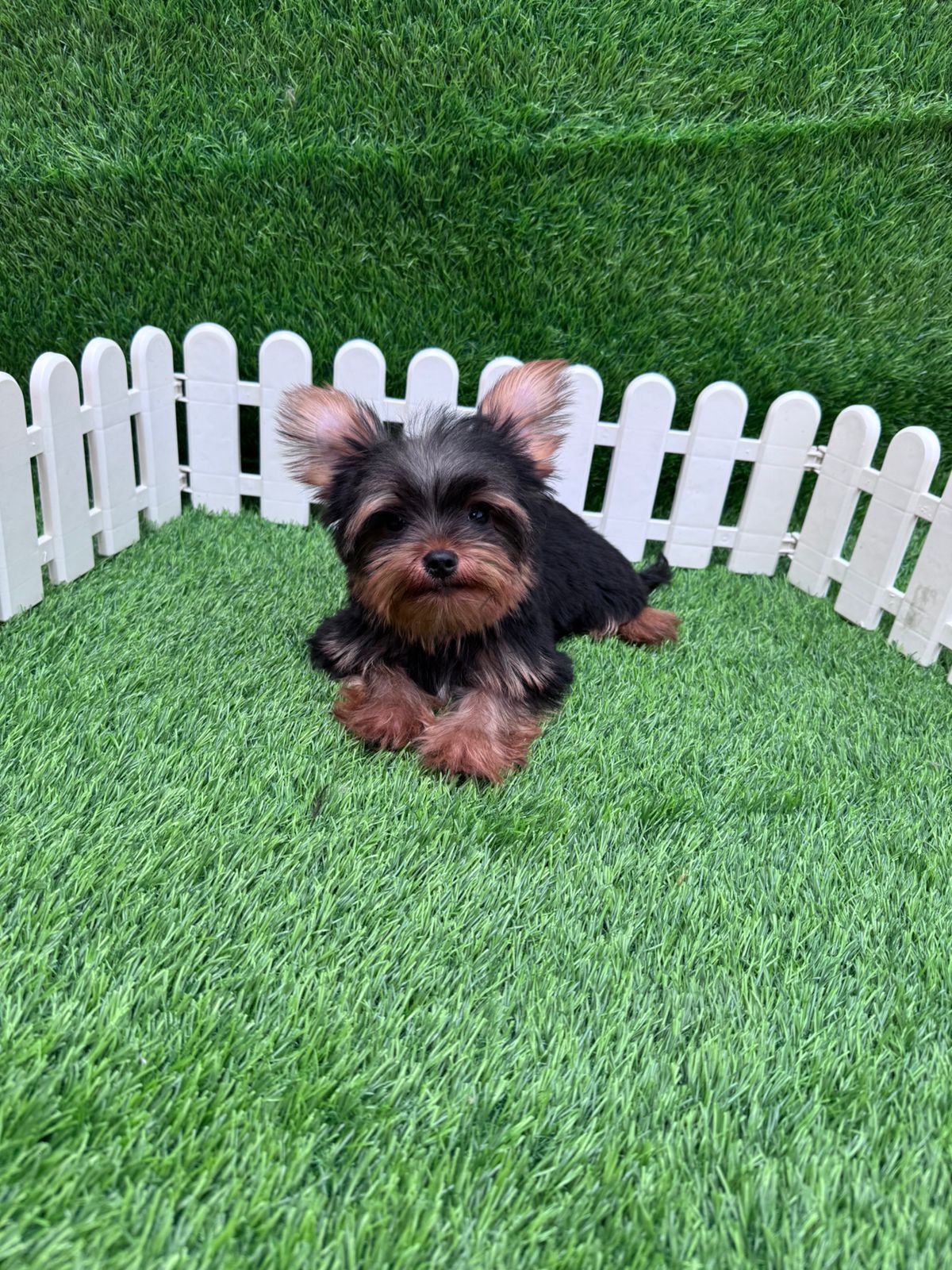 animales y mascotas - Yorkie mini 0