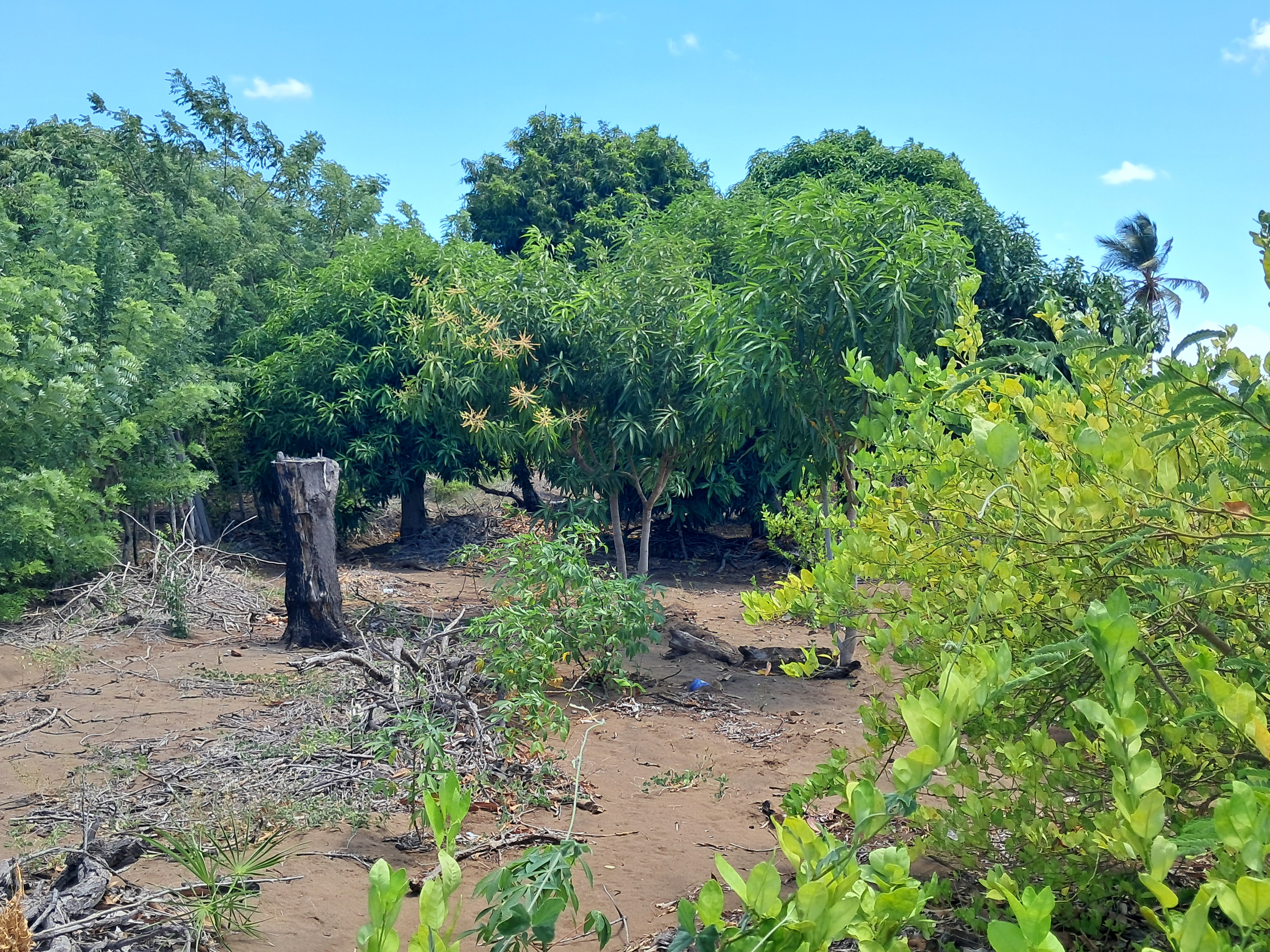 solares y terrenos - VENDO 7 TAREAS EN CALDERAS DE OPORTUNIDAD