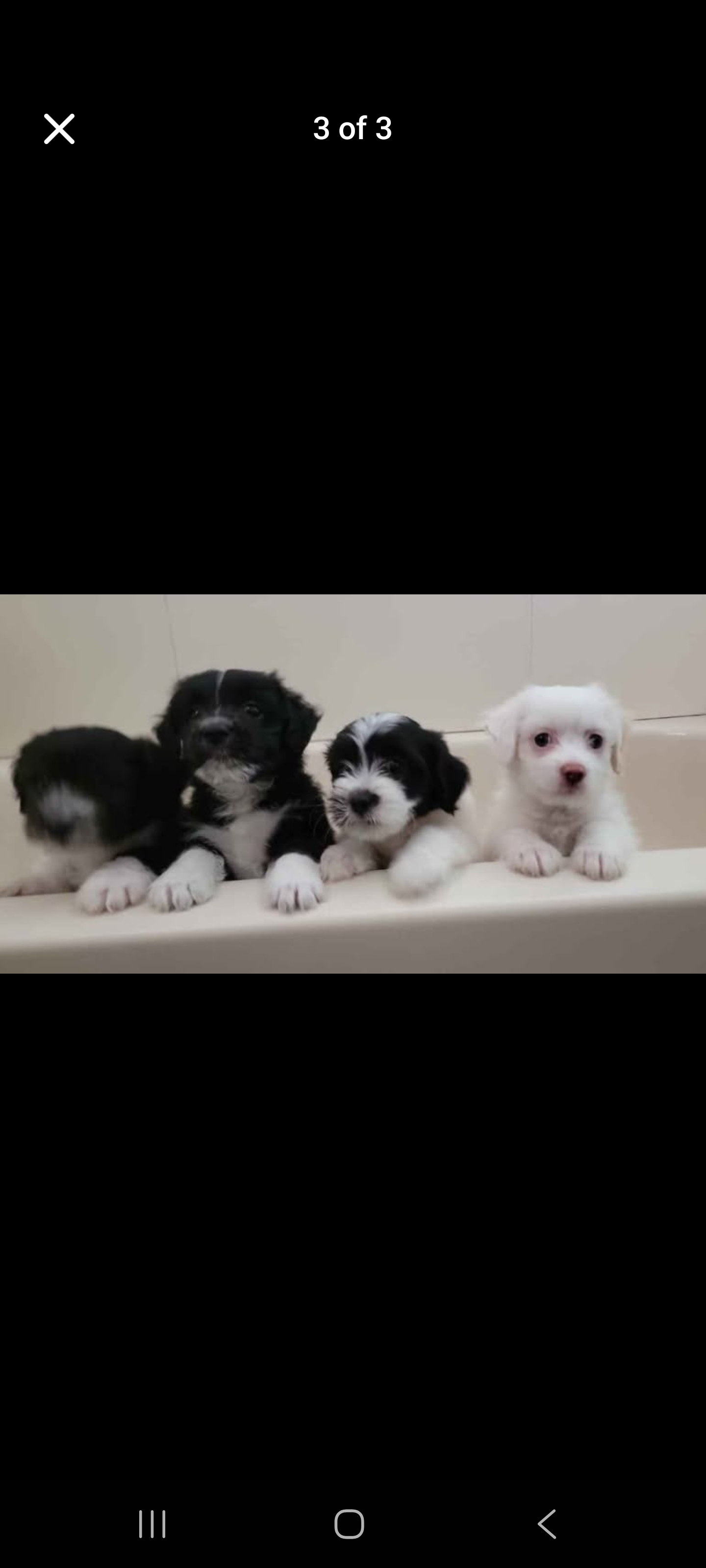 animales y mascotas - Shipoo  1