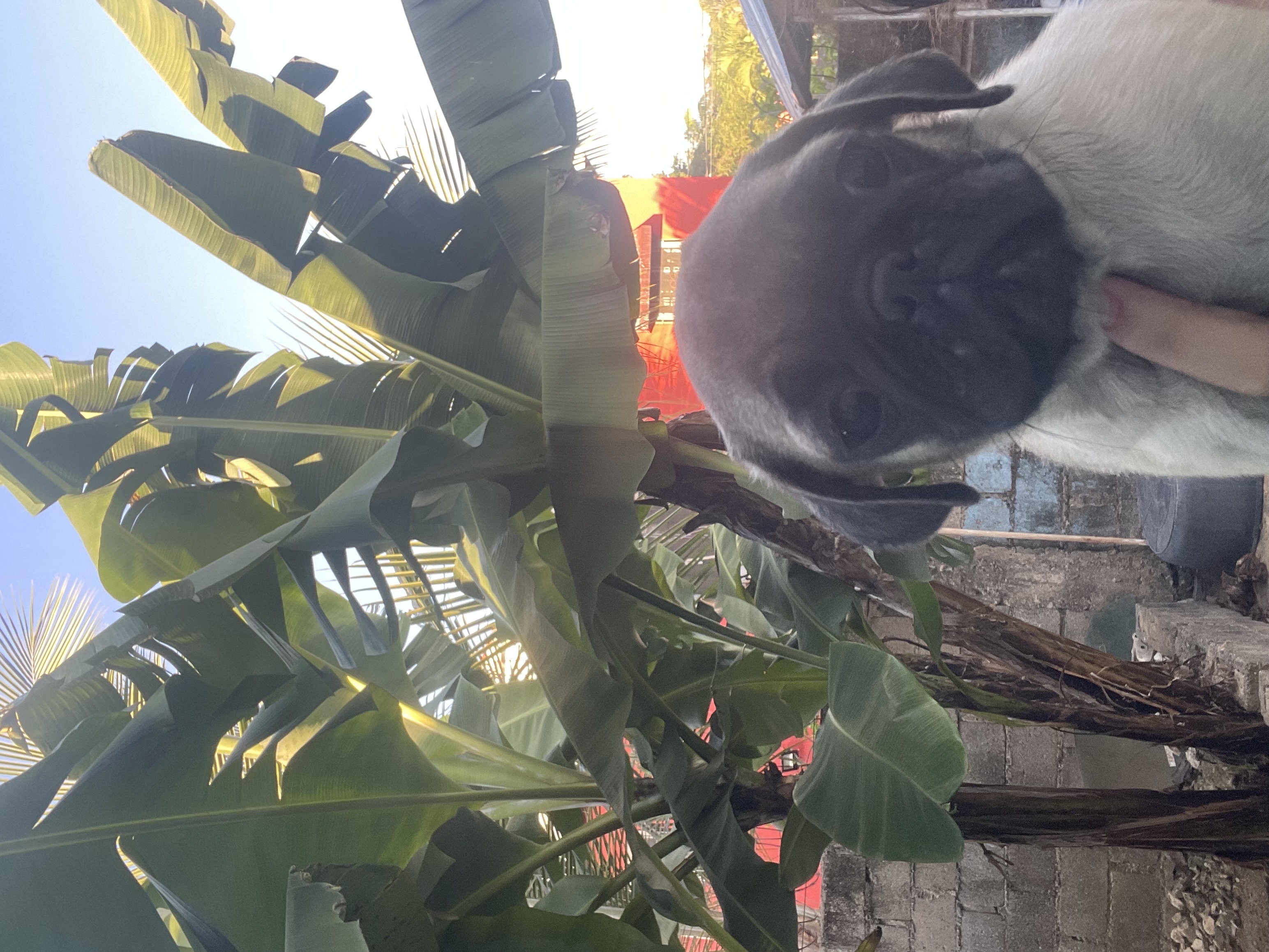 animales y mascotas - pug 3