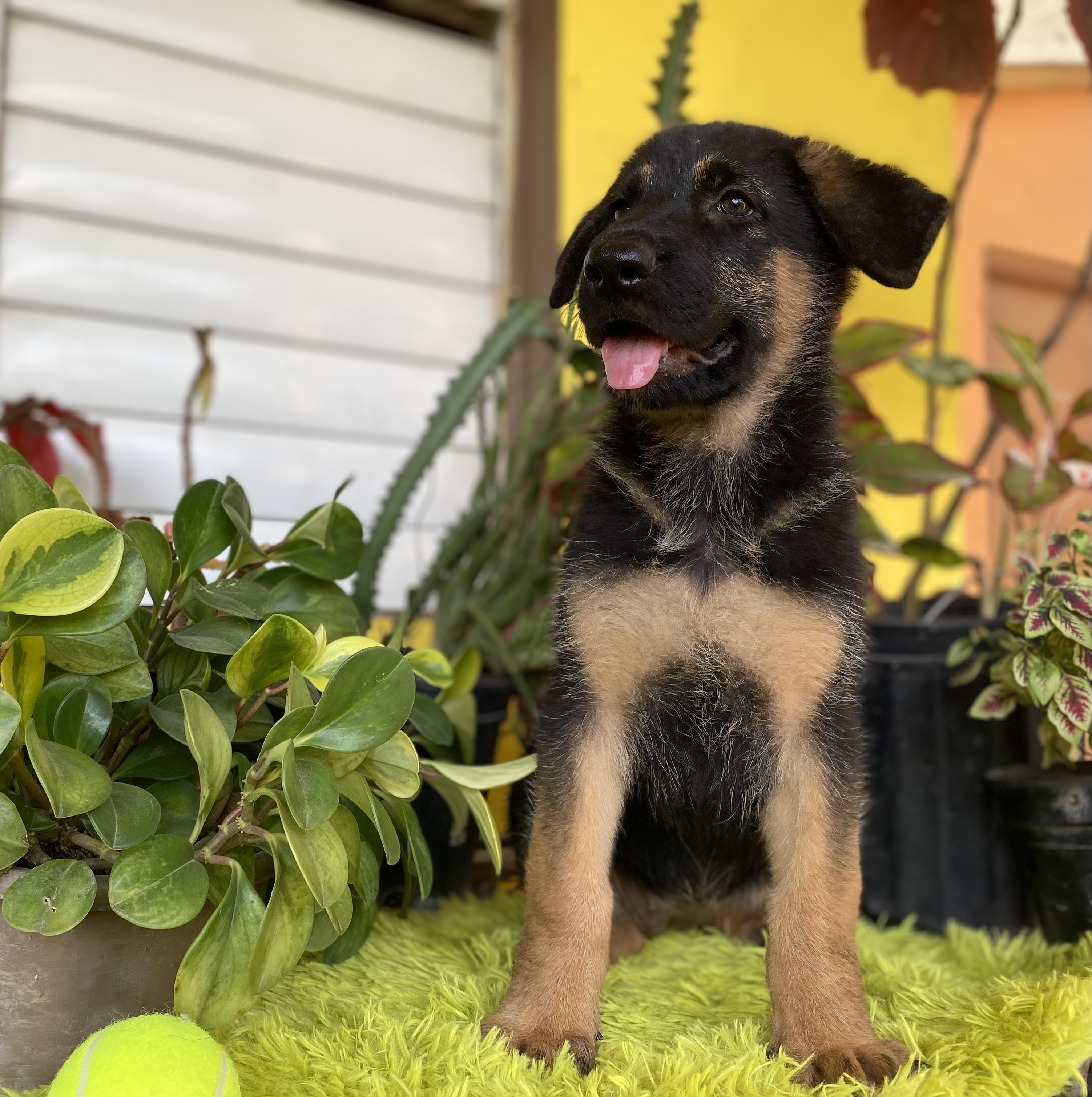 animales y mascotas - pastor aleman 