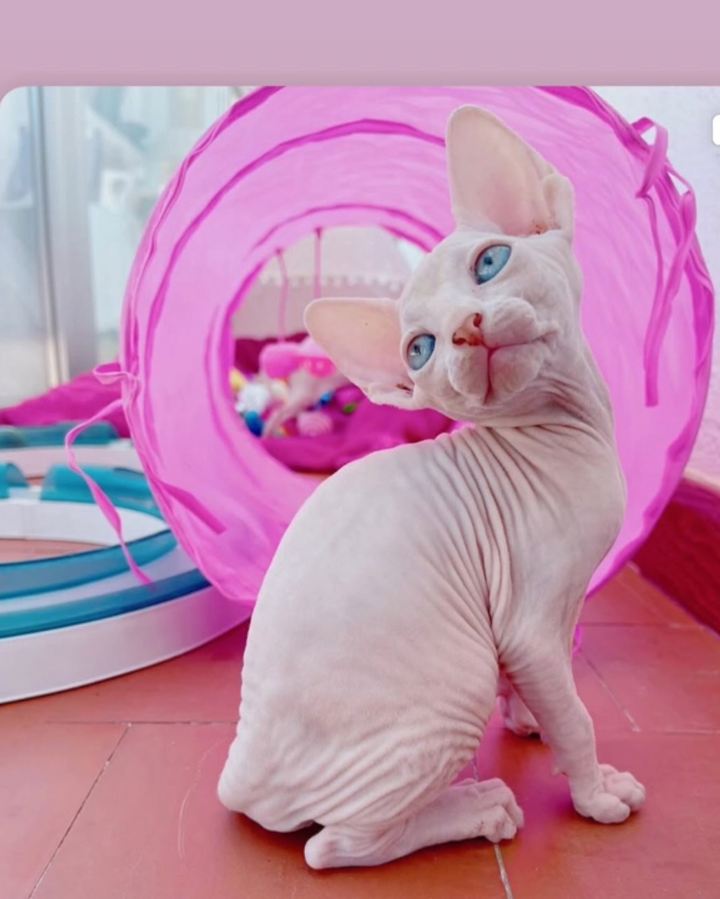 animales y mascotas - gato esfinge para monta  1
