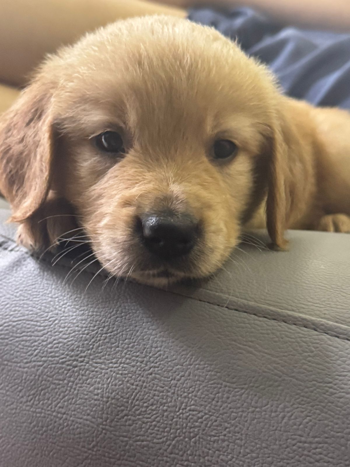 animales y mascotas - Golden retriever 