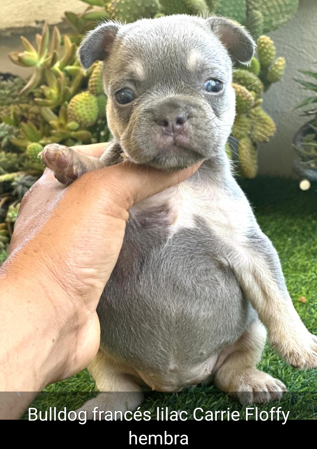 animales y mascotas - Bulldog francés full fluffy blue 1