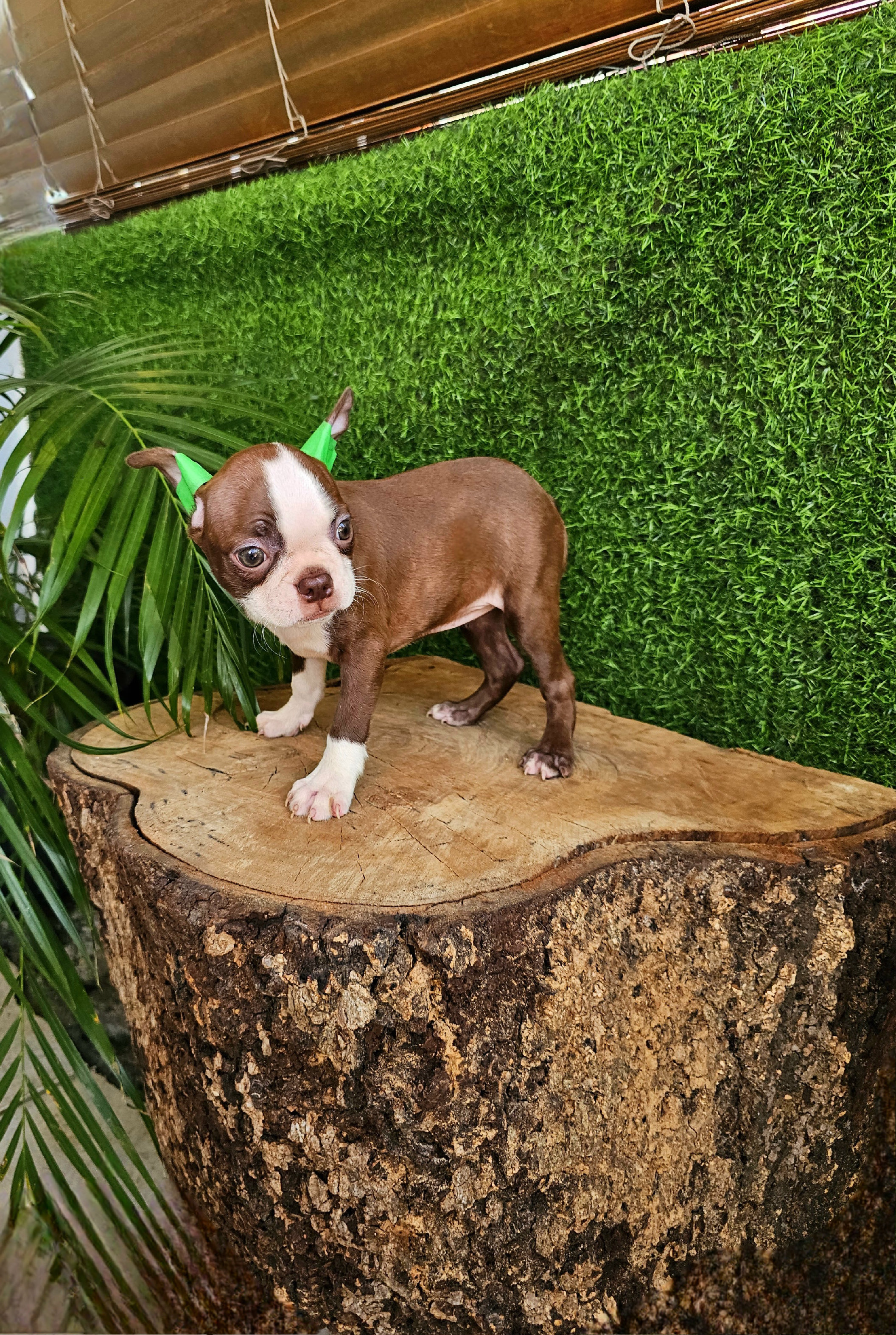 animales y mascotas - Exotico Boston terrier color chocolate 100%