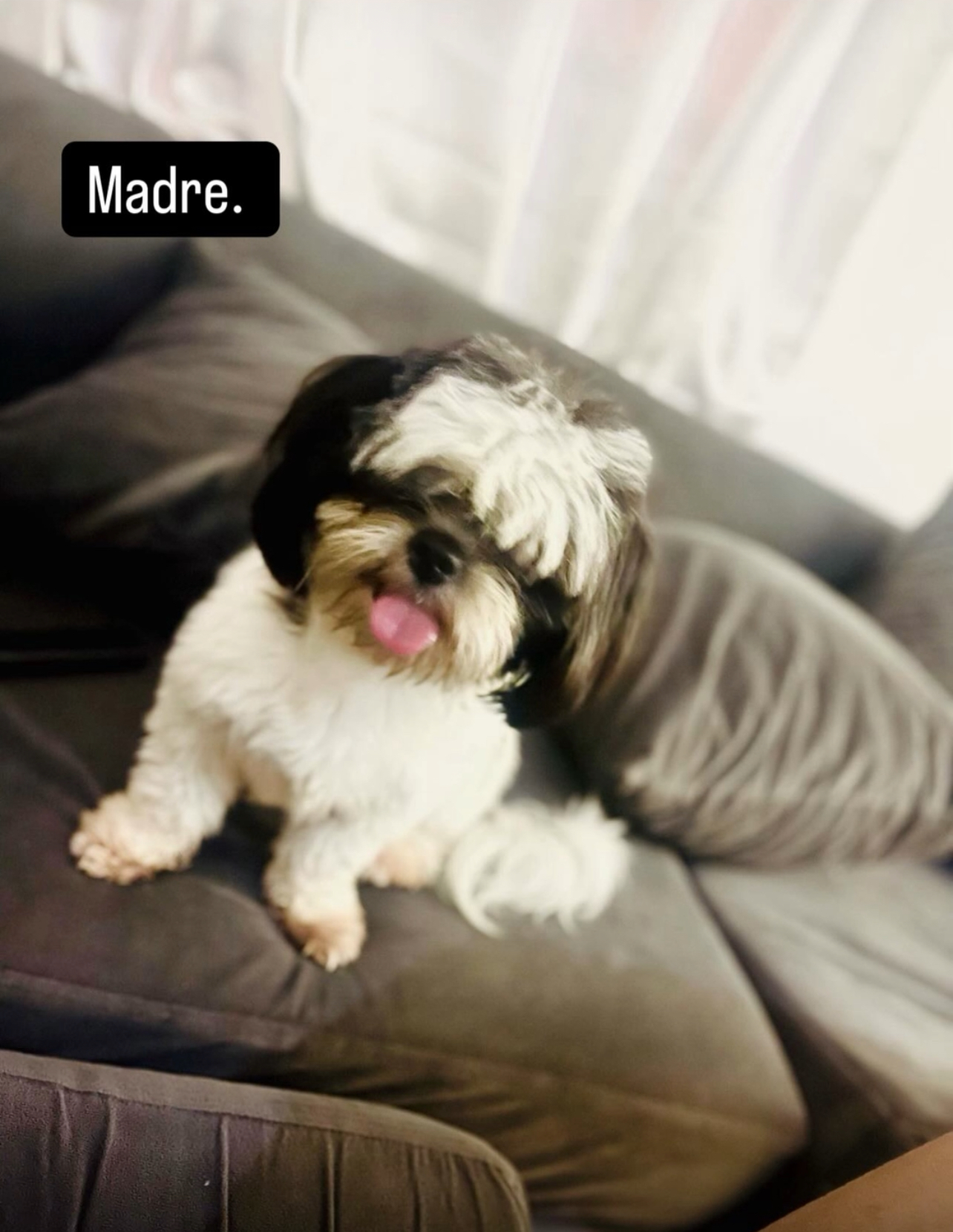 animales y mascotas - SHIH TZU MINI  4