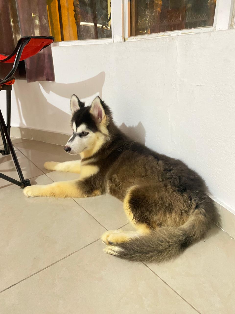 animales y mascotas - Vendo Husky Siberiano 0