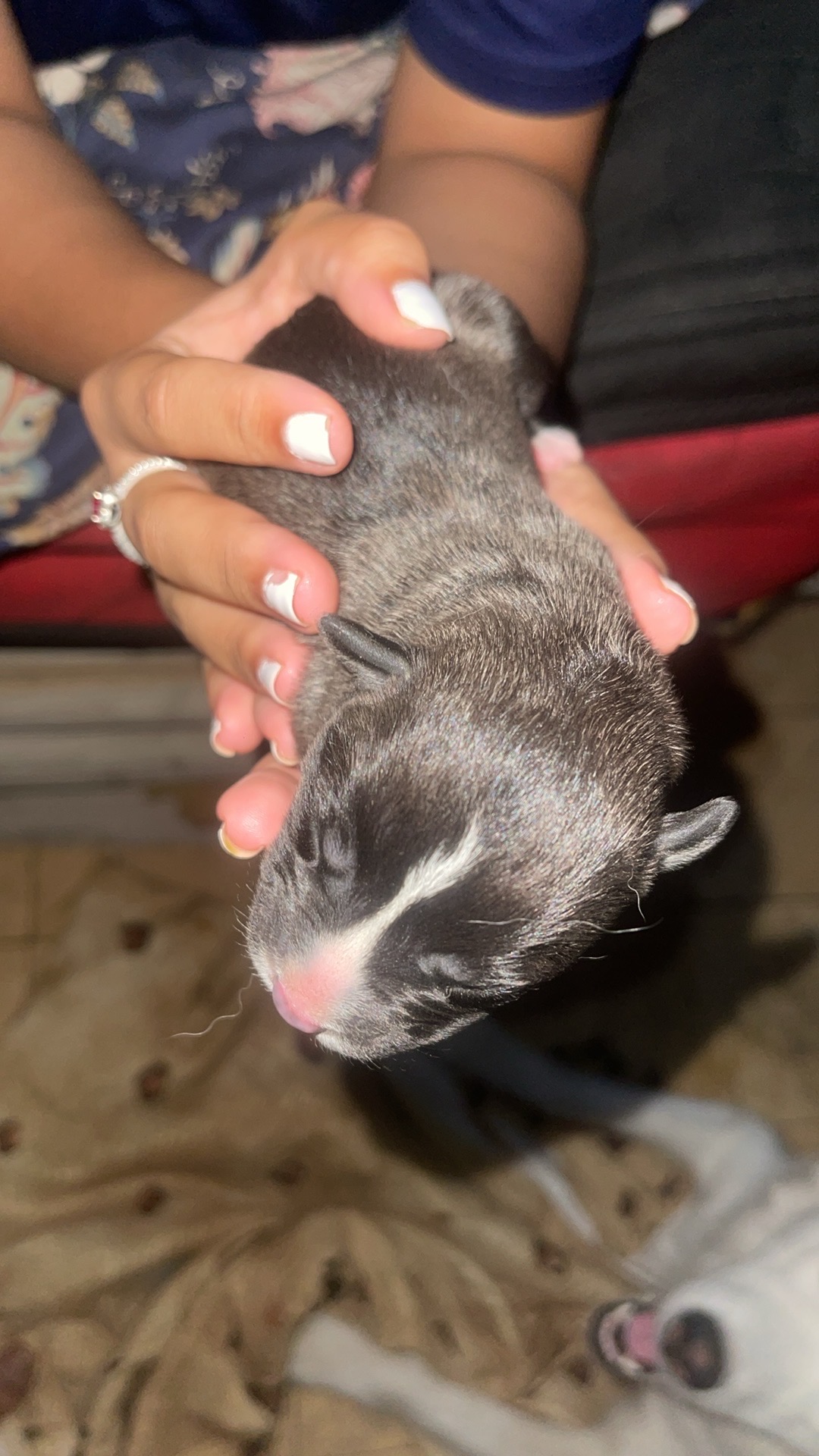 animales y mascotas - perros husky disponible  6