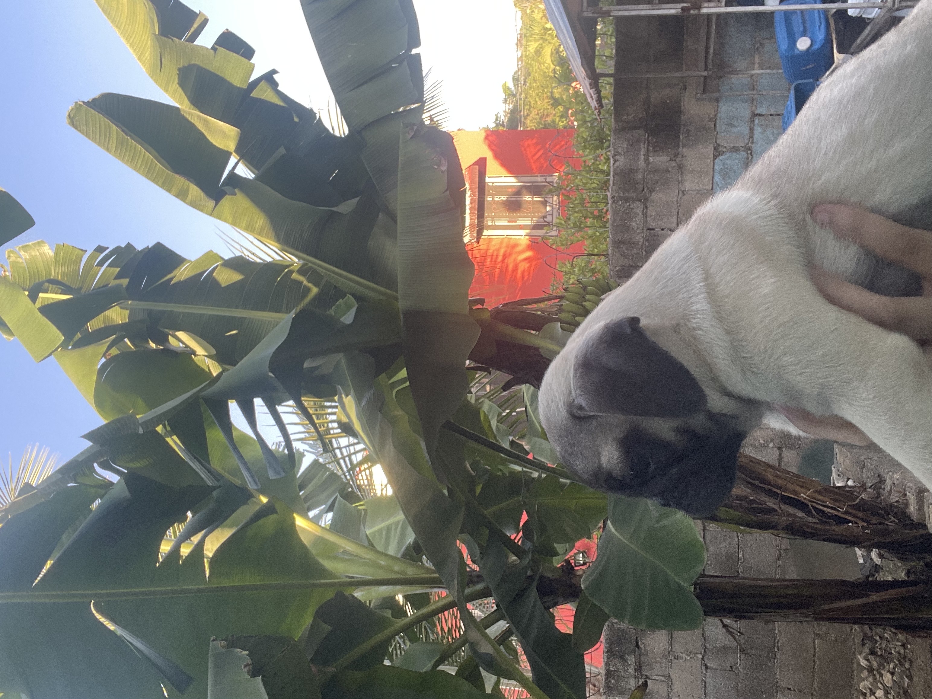 animales y mascotas - pug 4