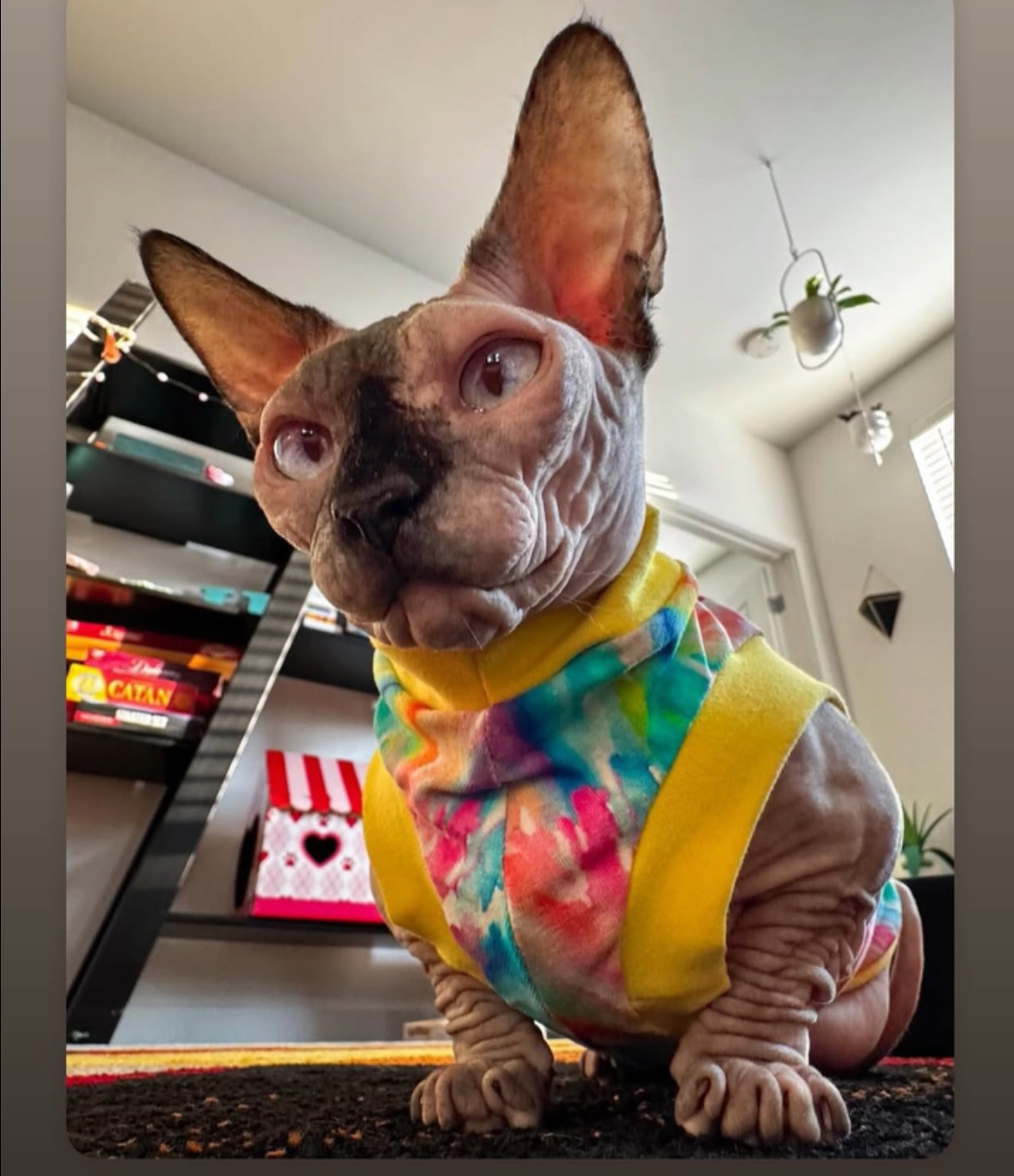 animales y mascotas - gato esfinge para monta  2