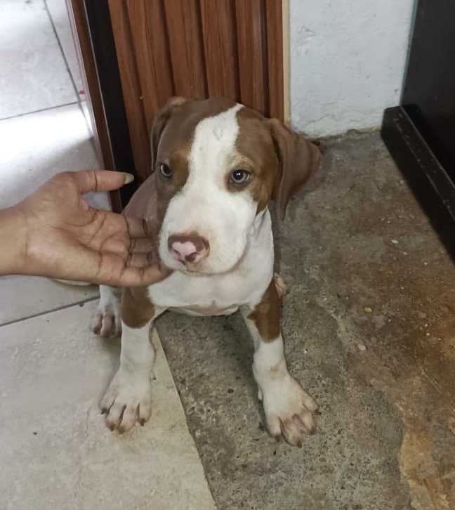 animales y mascotas - Cachorro Pitbull-Macho 0