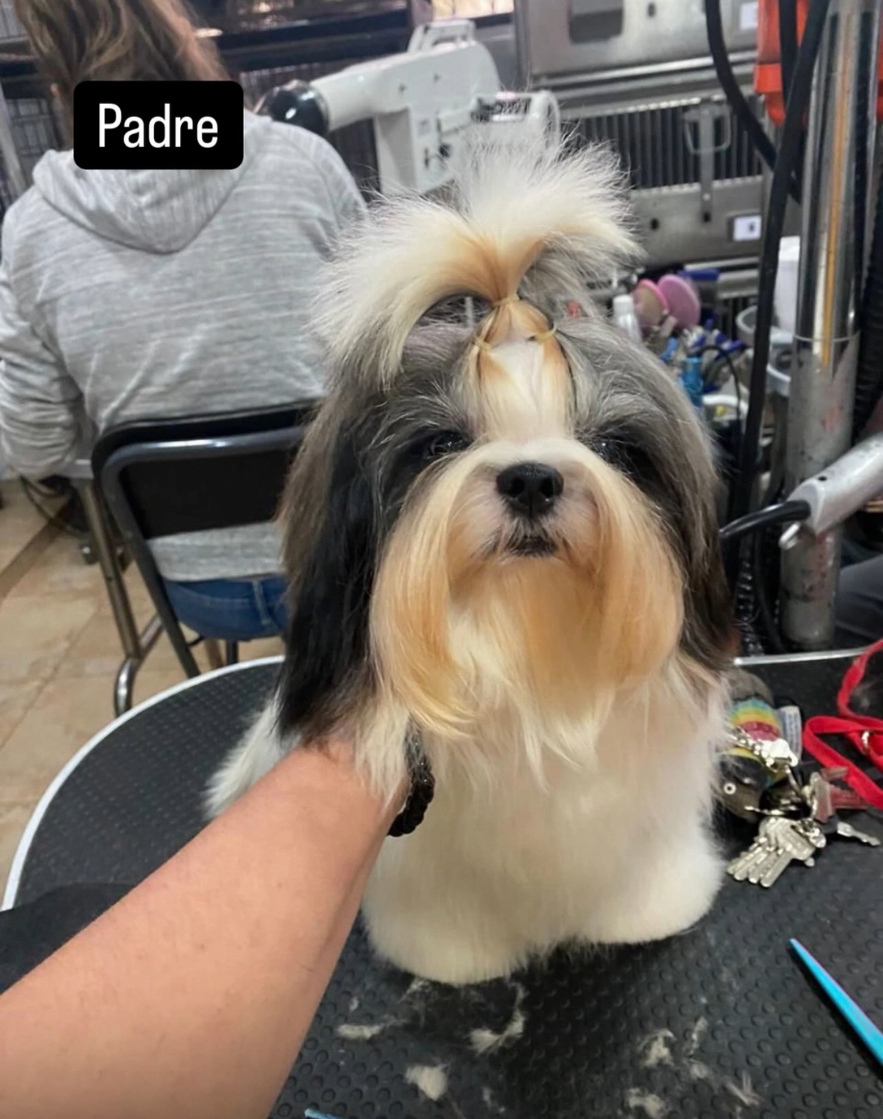 animales y mascotas - SHIH TZU MINI  5