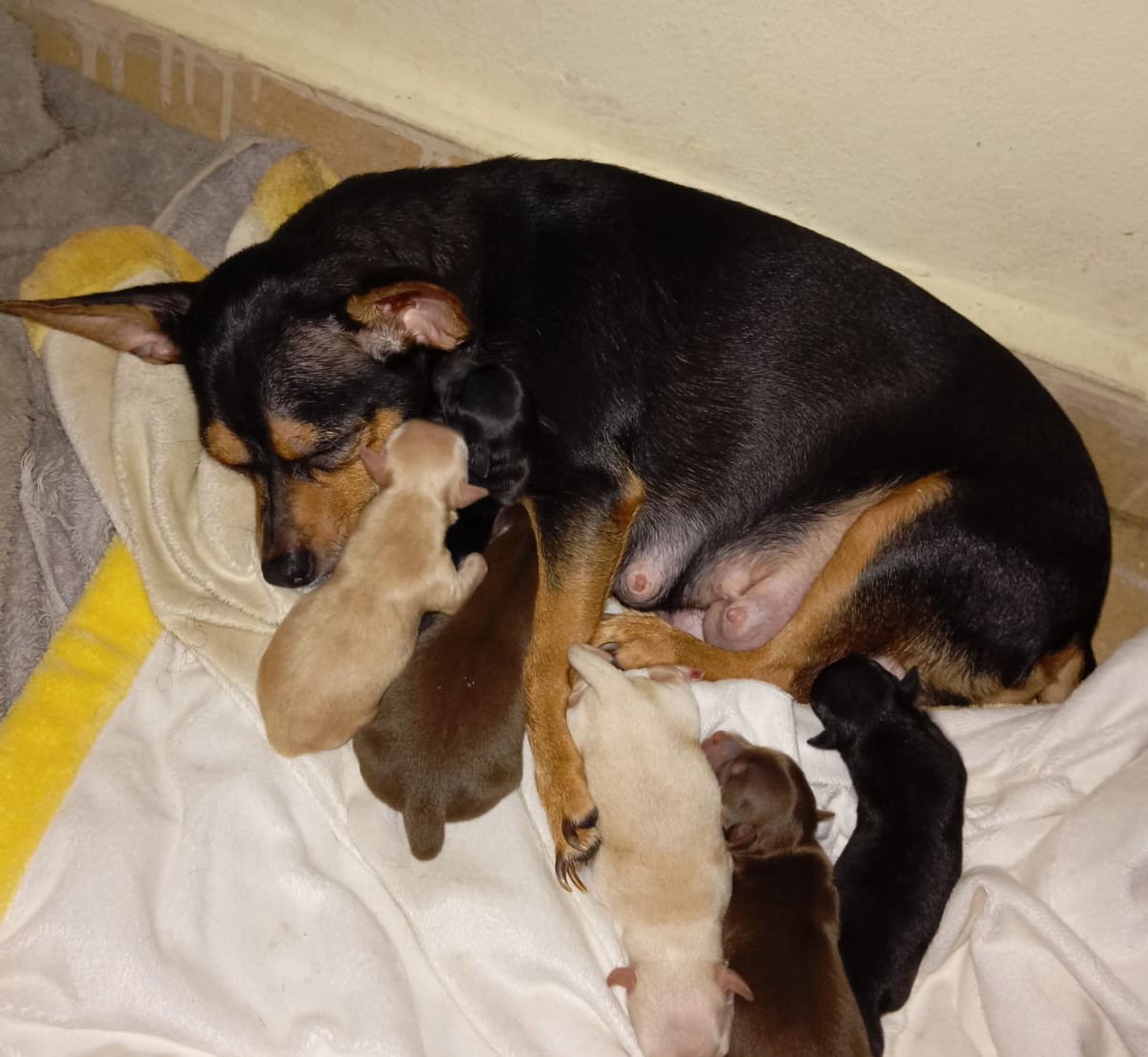 animales y mascotas - Chihuahuas #2 Raza pura